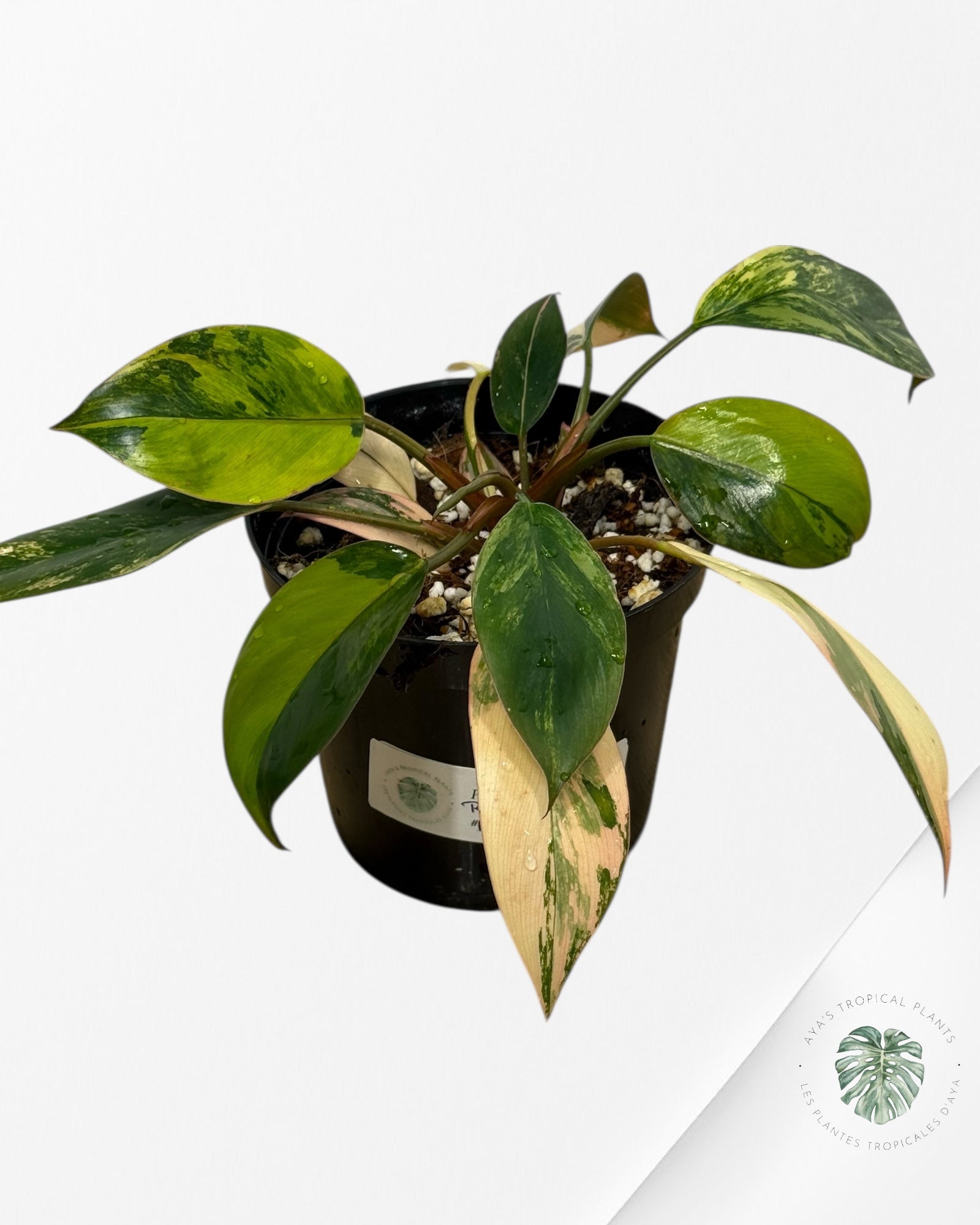 Philodendron 'Red Congo' variegated - F40