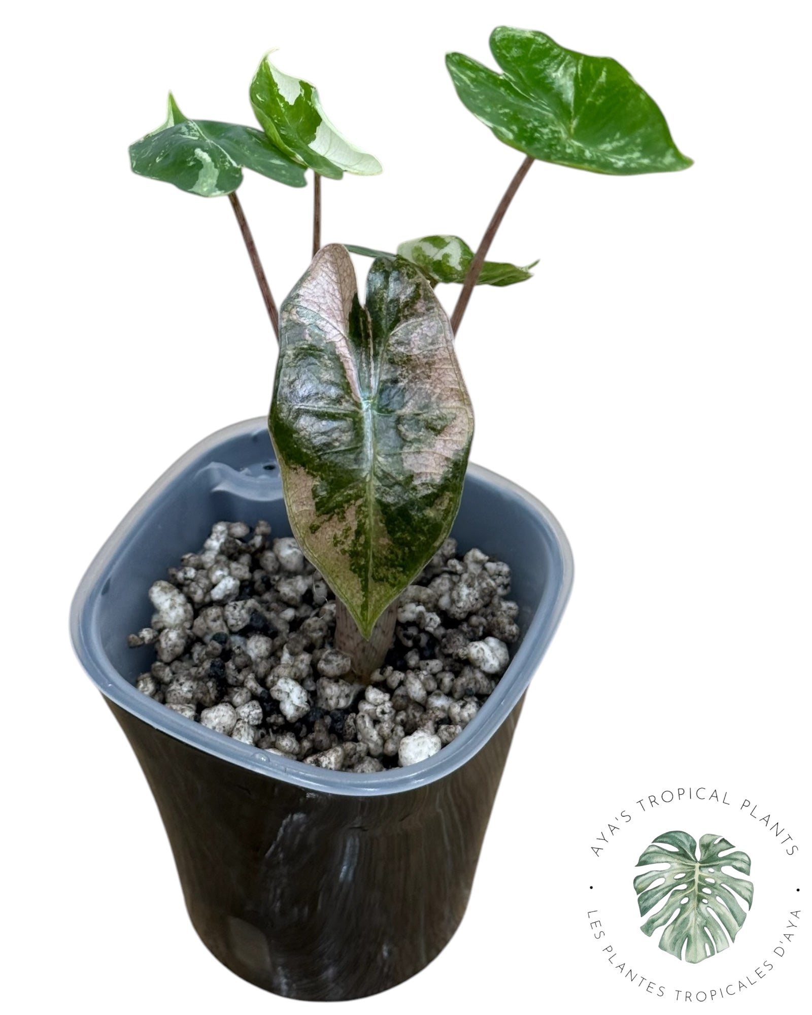 Alocasia Pseudo-Sanderiana Pink Variegated