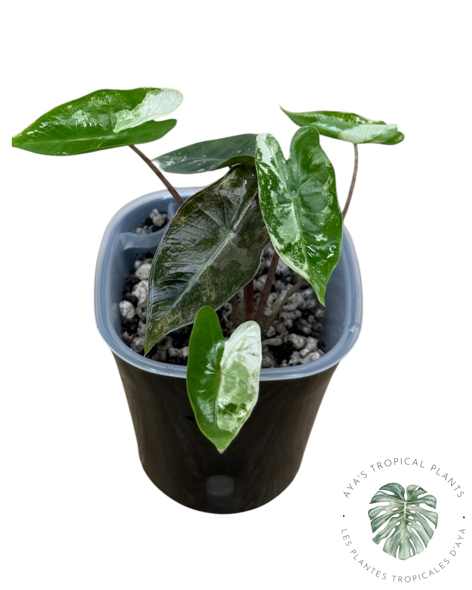 Alocasia Pseudo-Sanderiana Pink Variegated