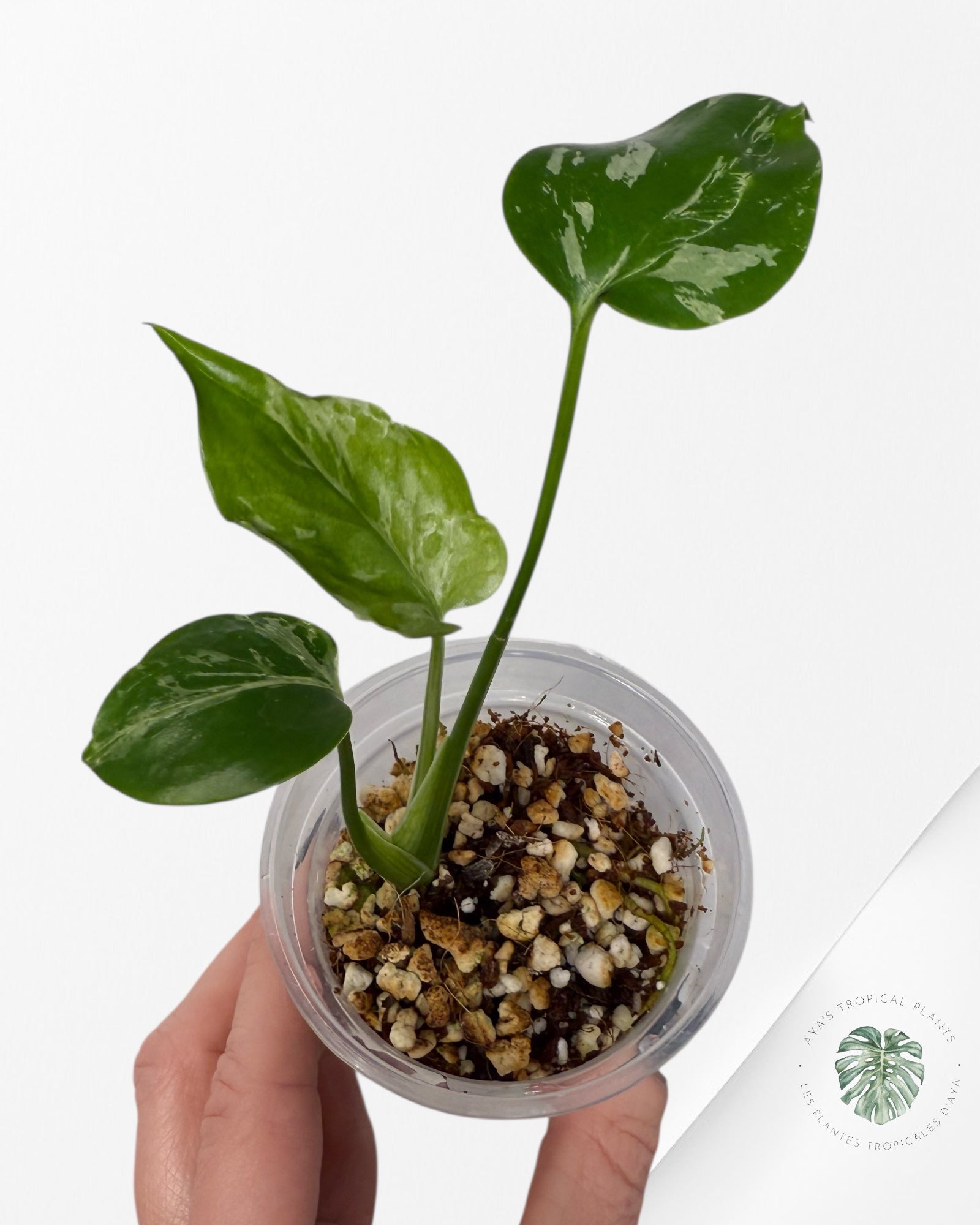 Monstera Deliciosa Bulbasaur | Rare TC Plant| Aya's Tropical Plants