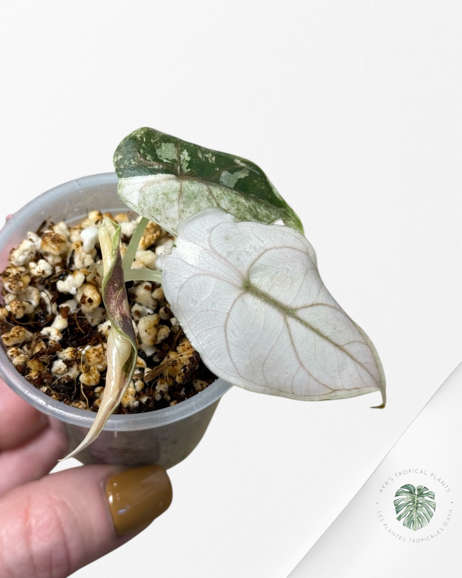 Alocasia Azlanii Pink Variegated - 03