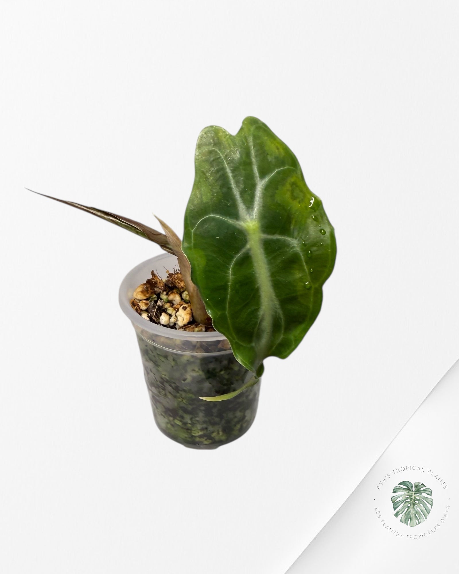 Alocasia Venom| Rare TC Plant| Aya's Tropical Plants