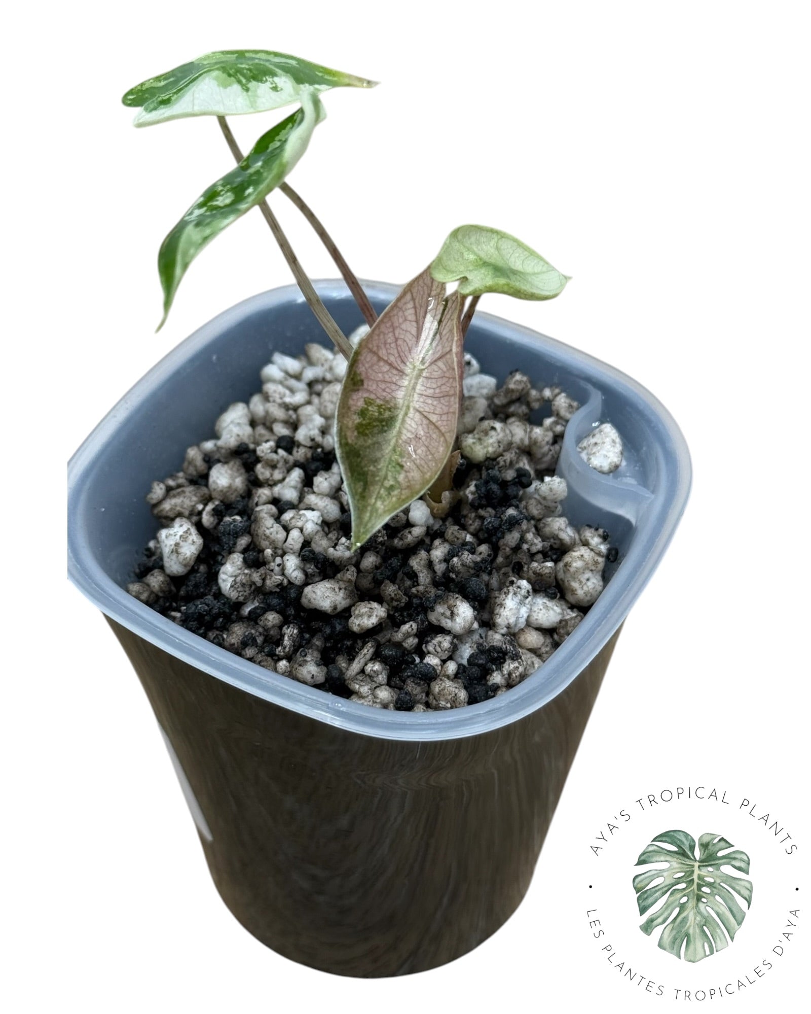 Alocasia Pseudo-Sanderiana Pink Variegated