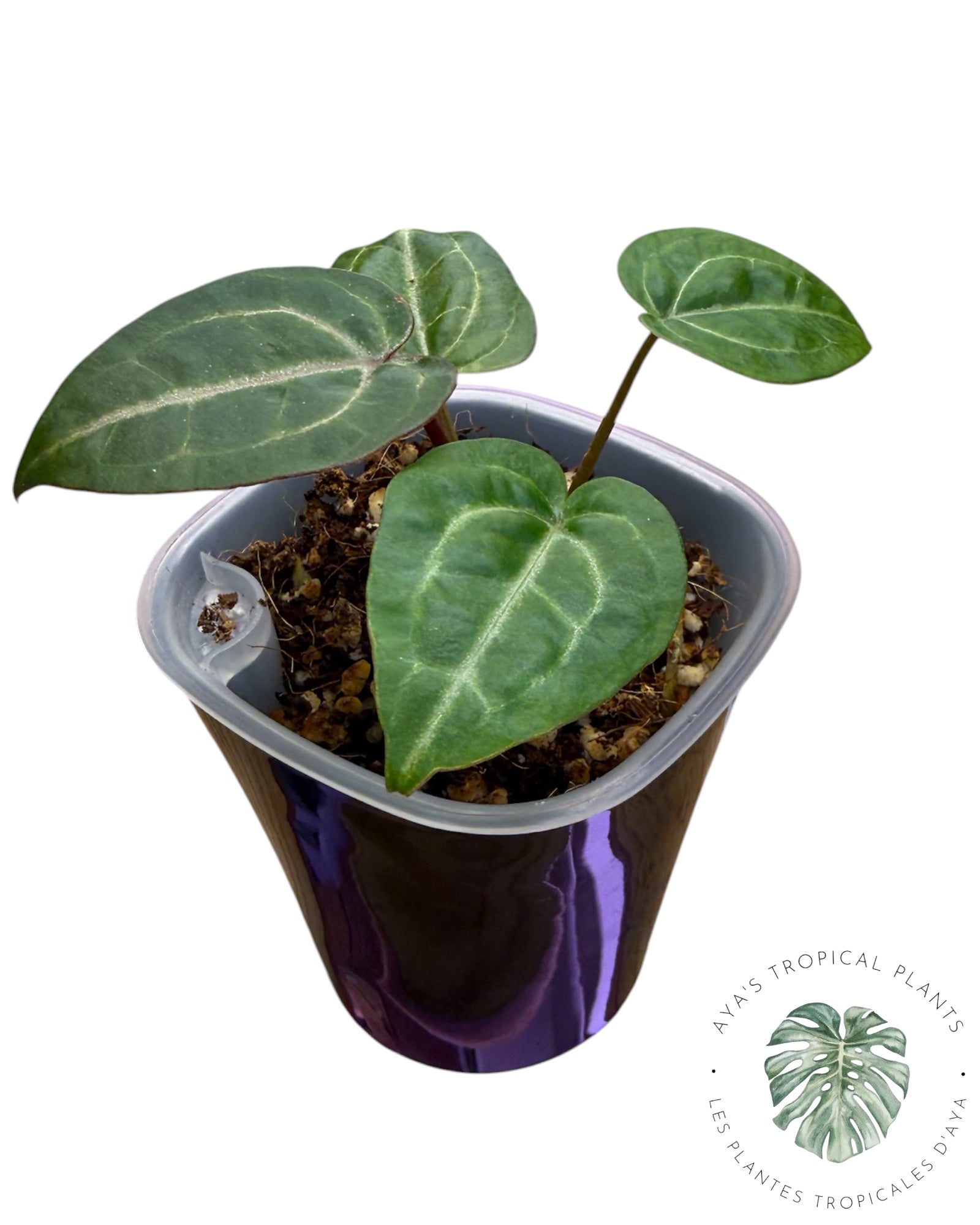Anthurium Papi × King of Spades