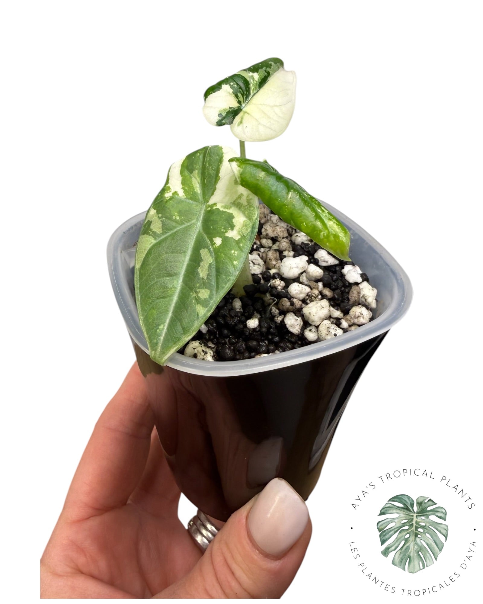 Alocasia Maharani Albo