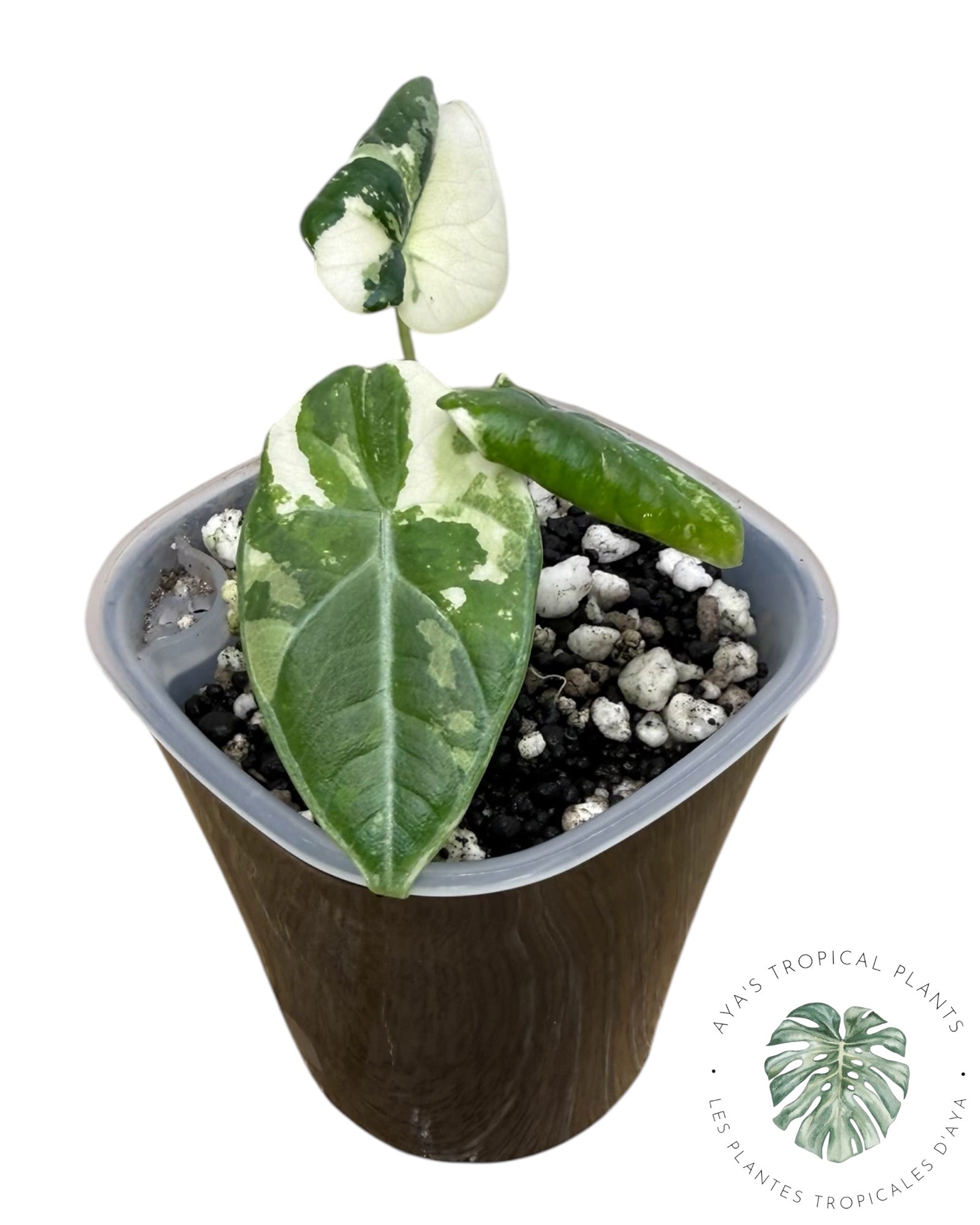 Alocasia Maharani Albo