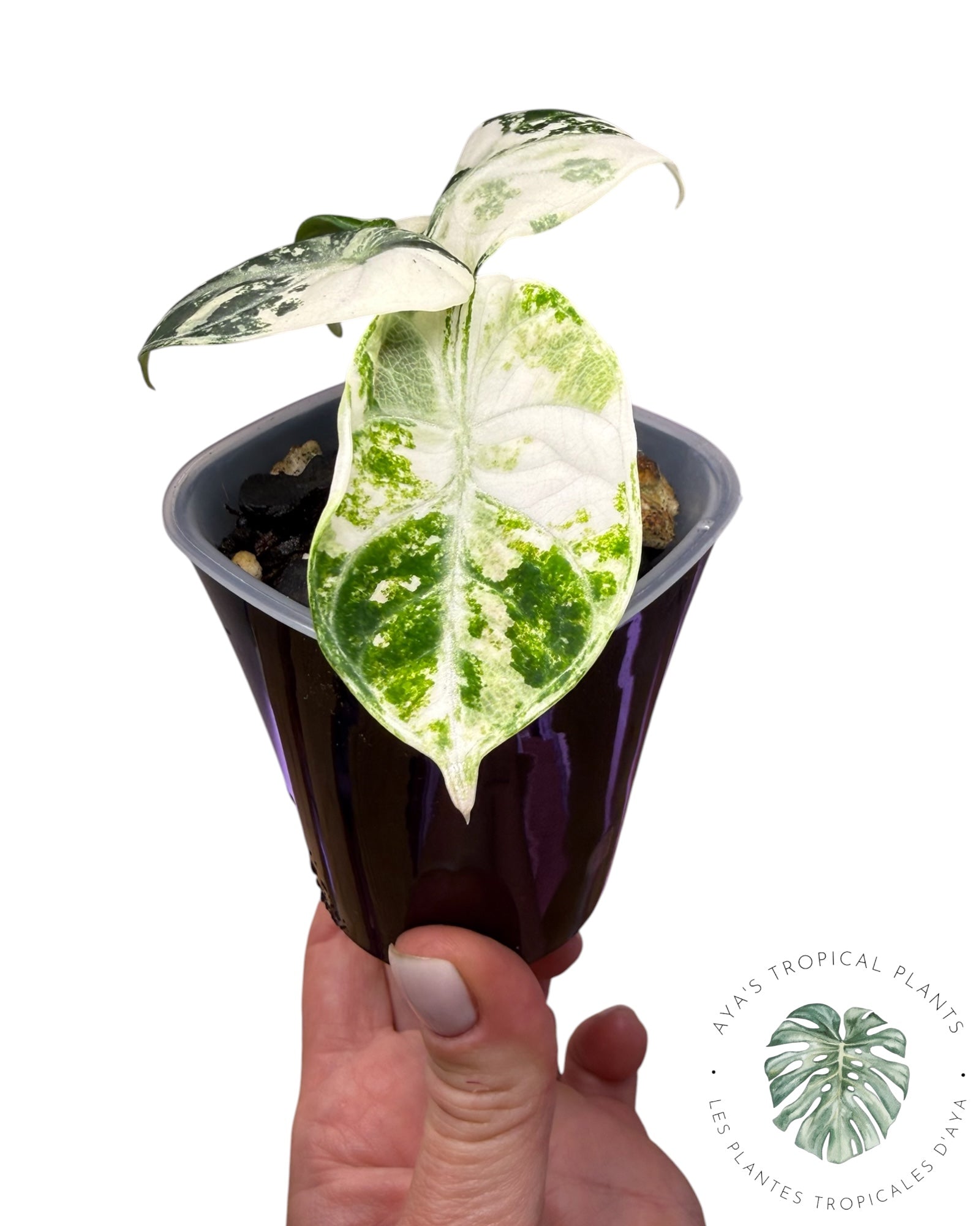 Alocasia Ninja Albo panaché