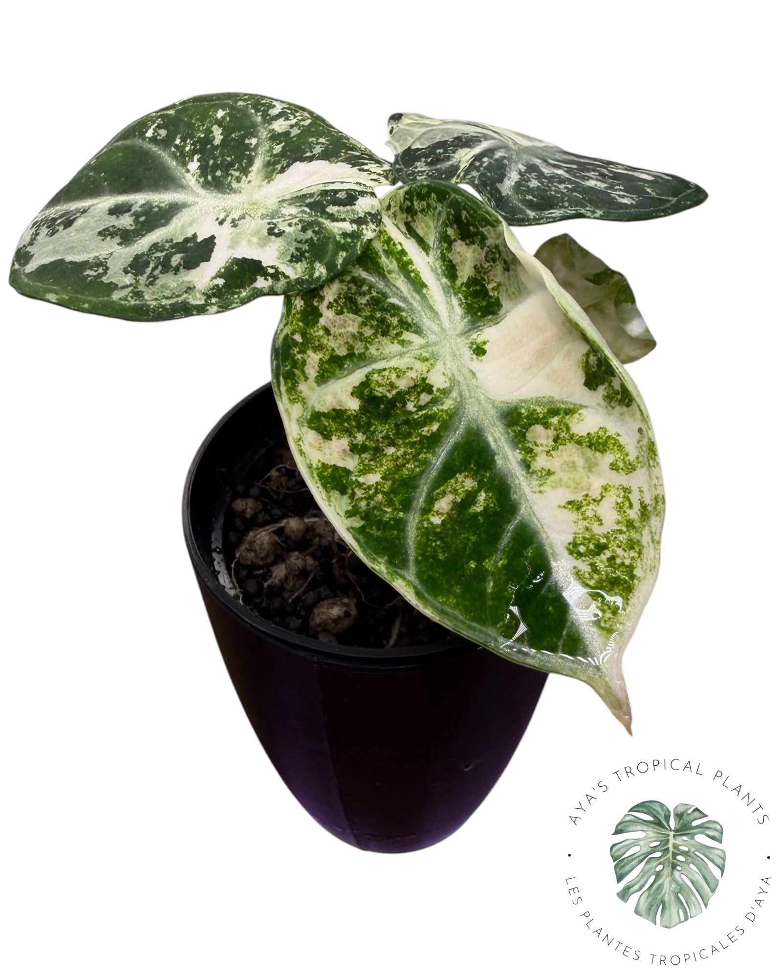 Alocasia Ninja Albo Variegated