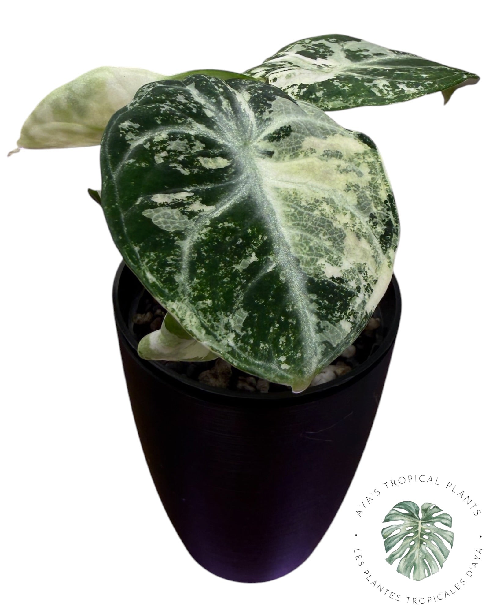 Alocasia Ninja Albo Variegated