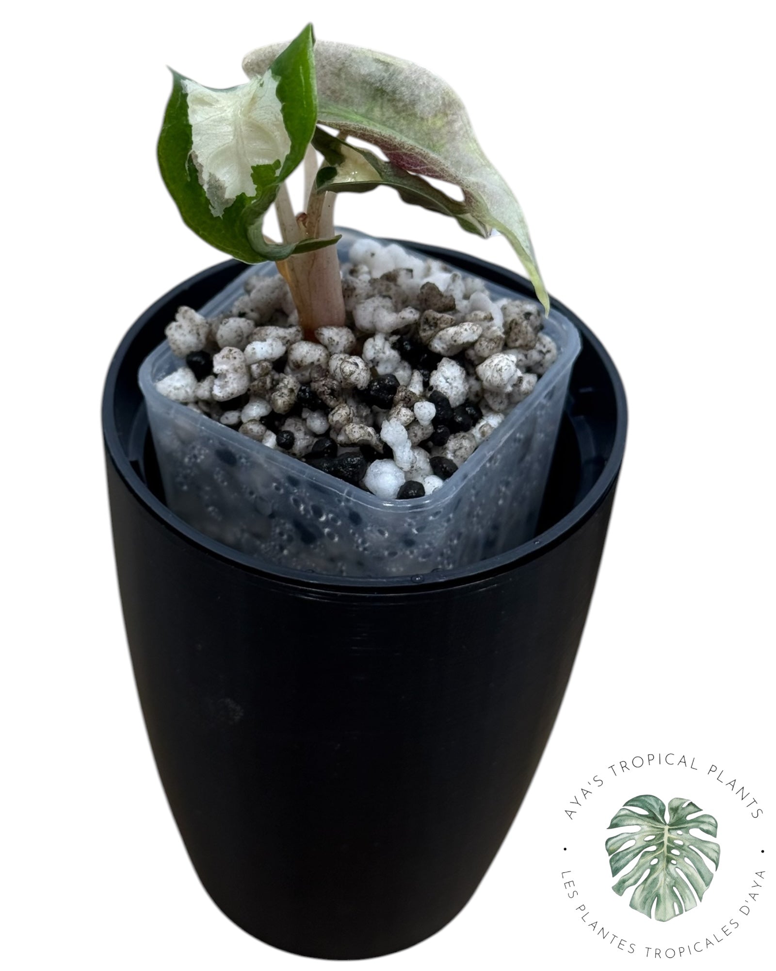 Alocasia Polly Lava Variegated