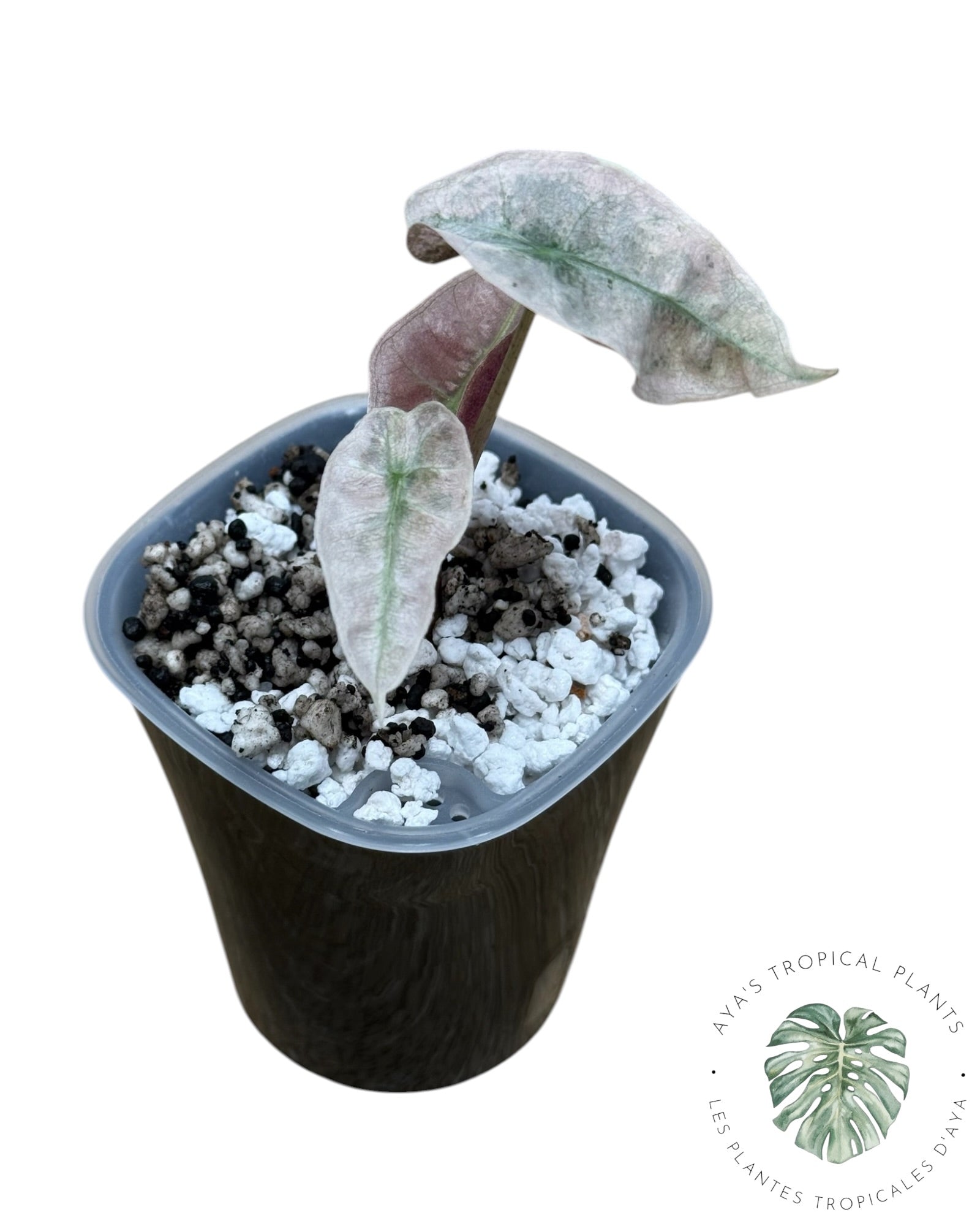 Alocasia polly pink mutation