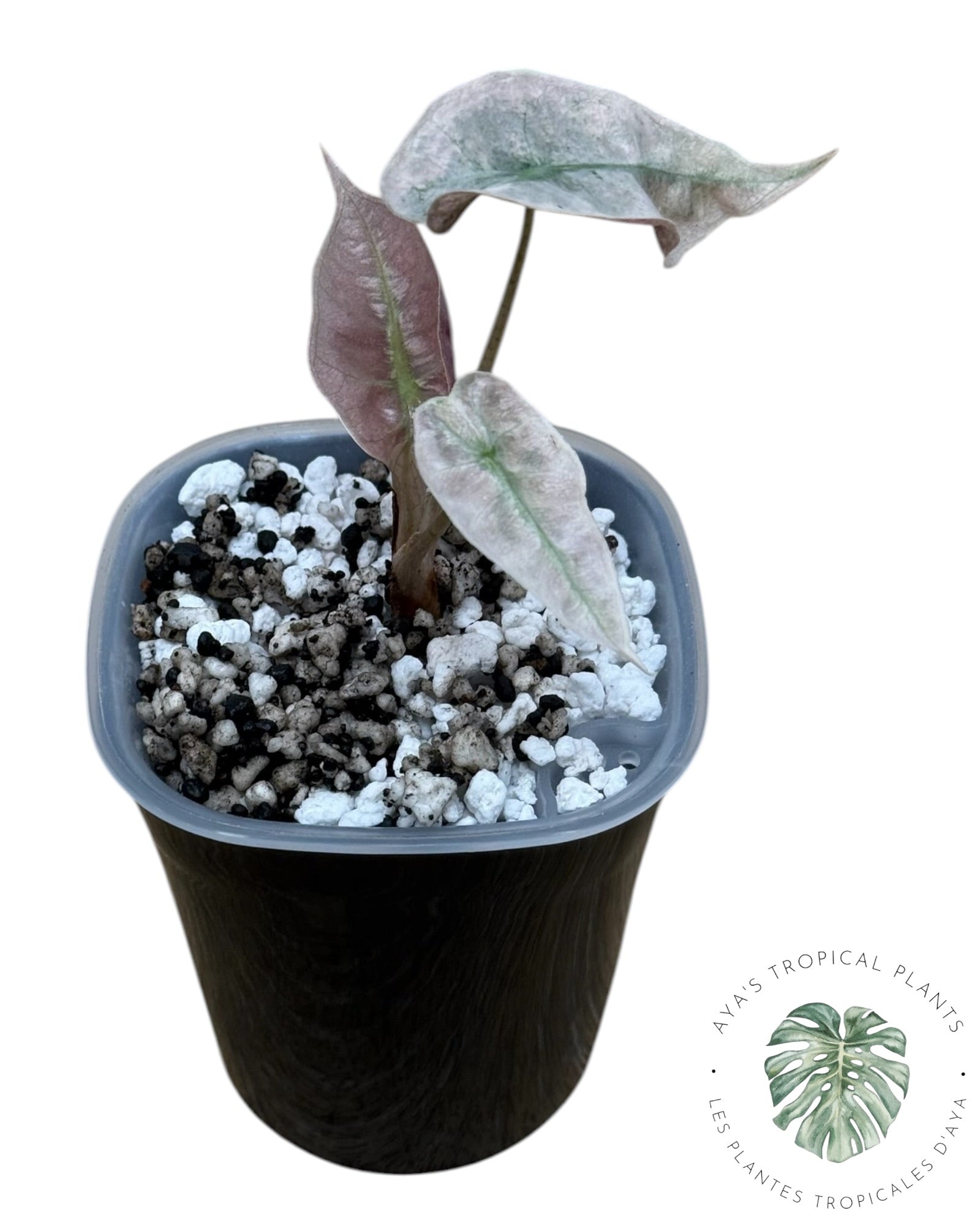 Alocasia polly pink mutation