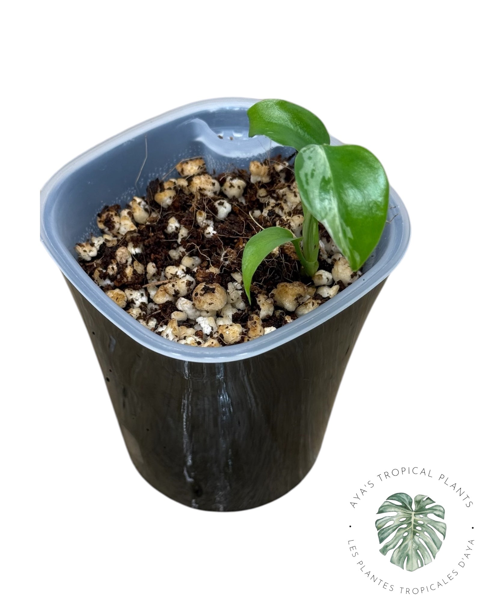 Monstera Deliciosa Bulbasaur