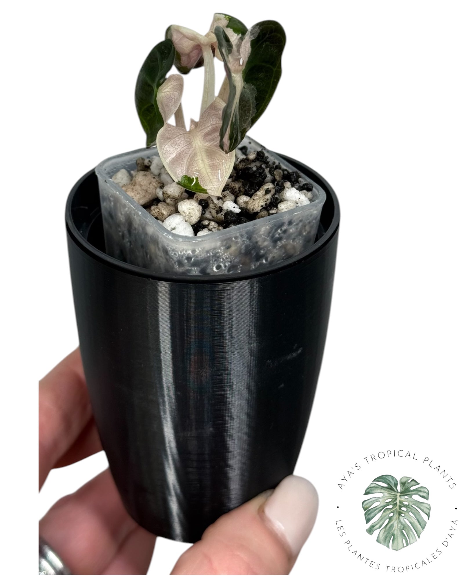 Alocasia Heart Balloon Pink variegated