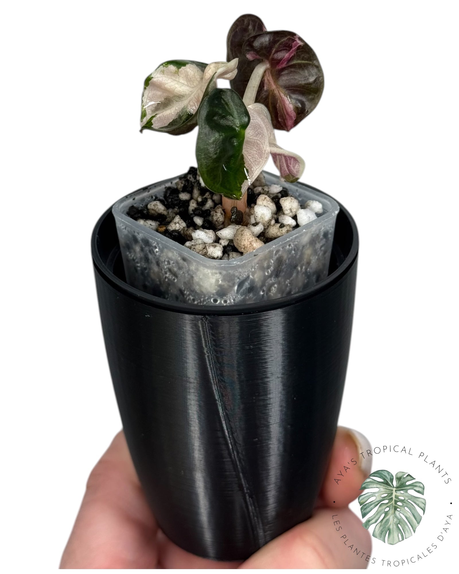 Alocasia Heart Balloon Pink variegated