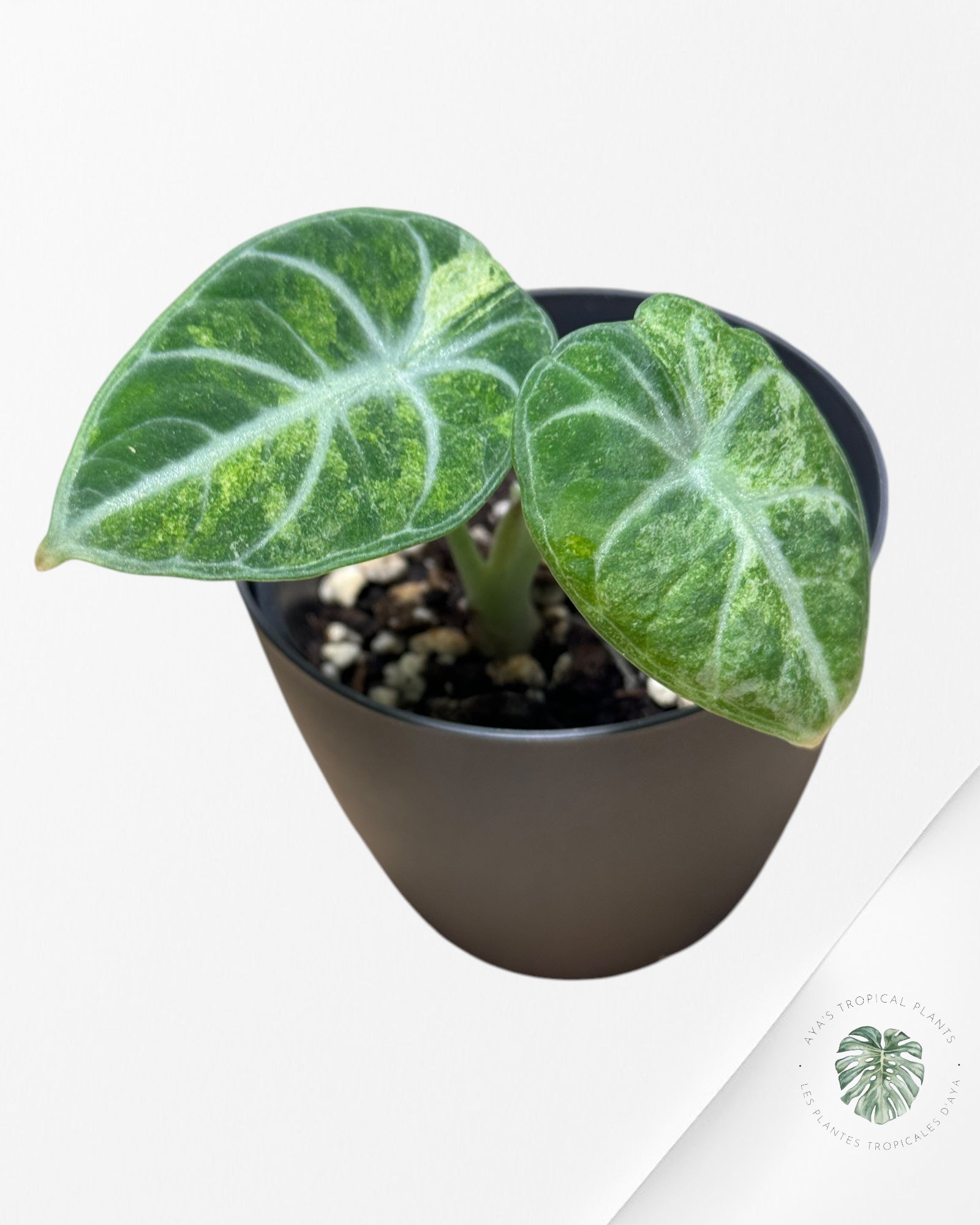 Monstera Thai Constellation JA62
