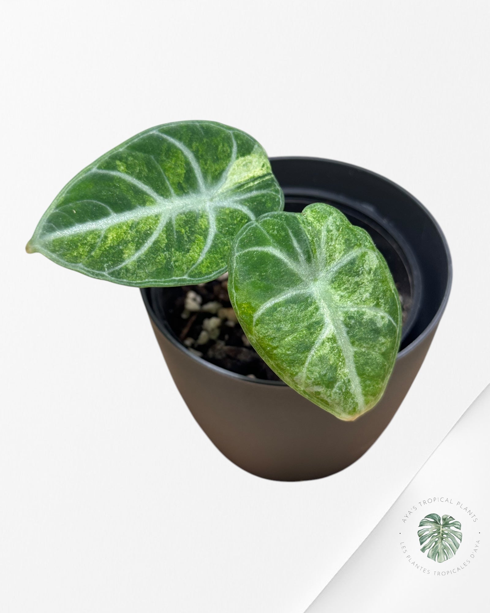 Monstera Thai Constellation JA62