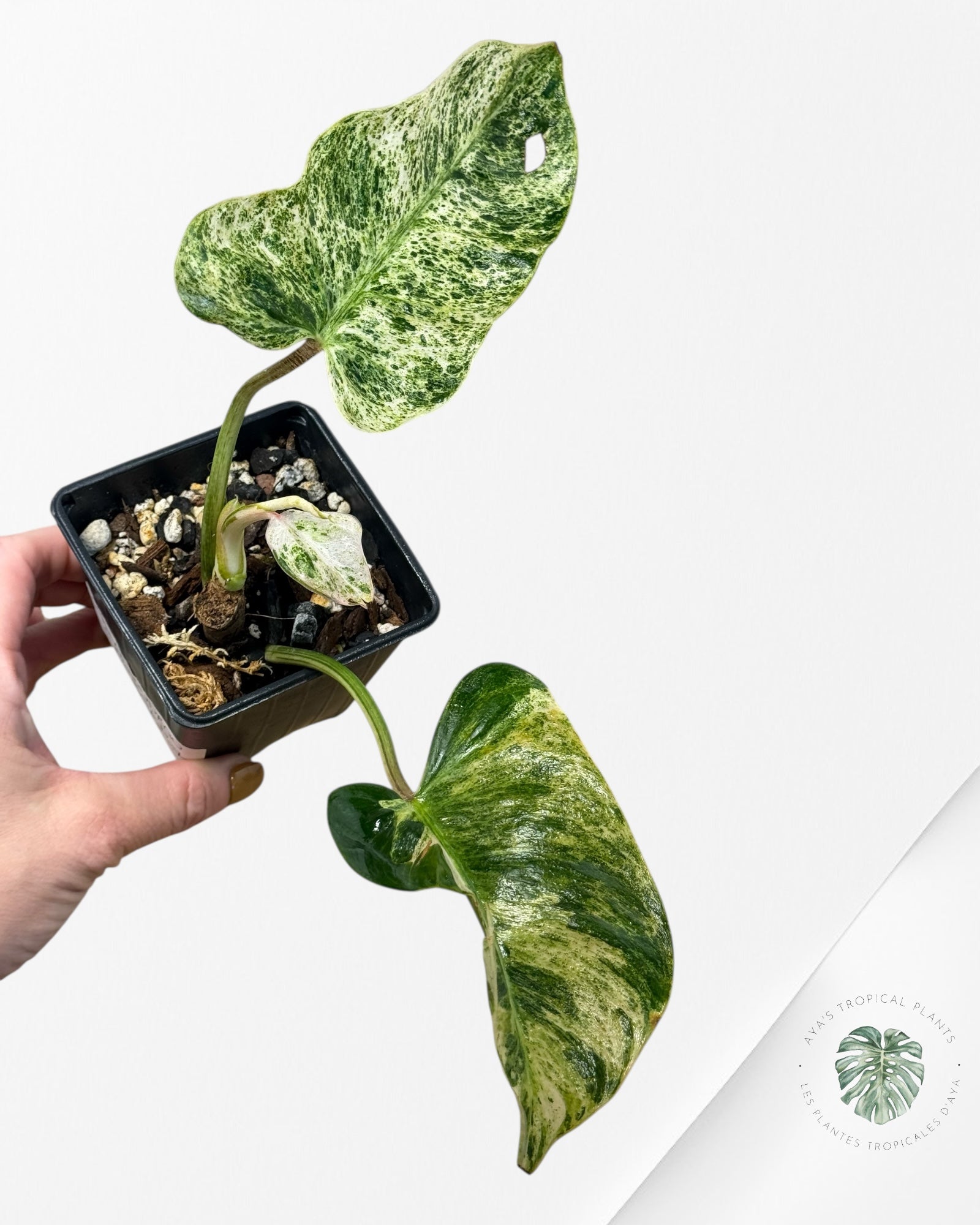 Philodendron Emerald Ice - 1