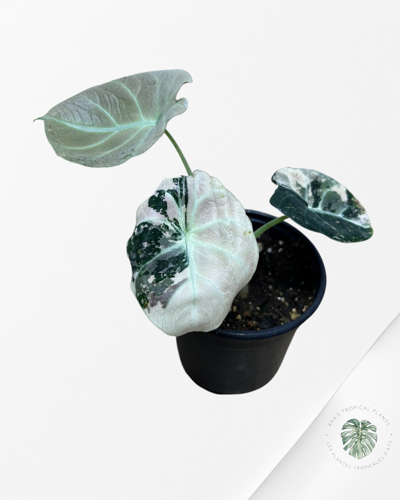 Monstera Thai Constellation JA64
