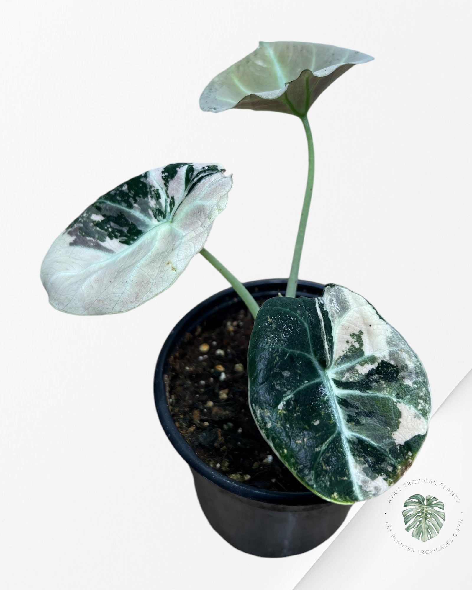 Monstera Thai Constellation JA64