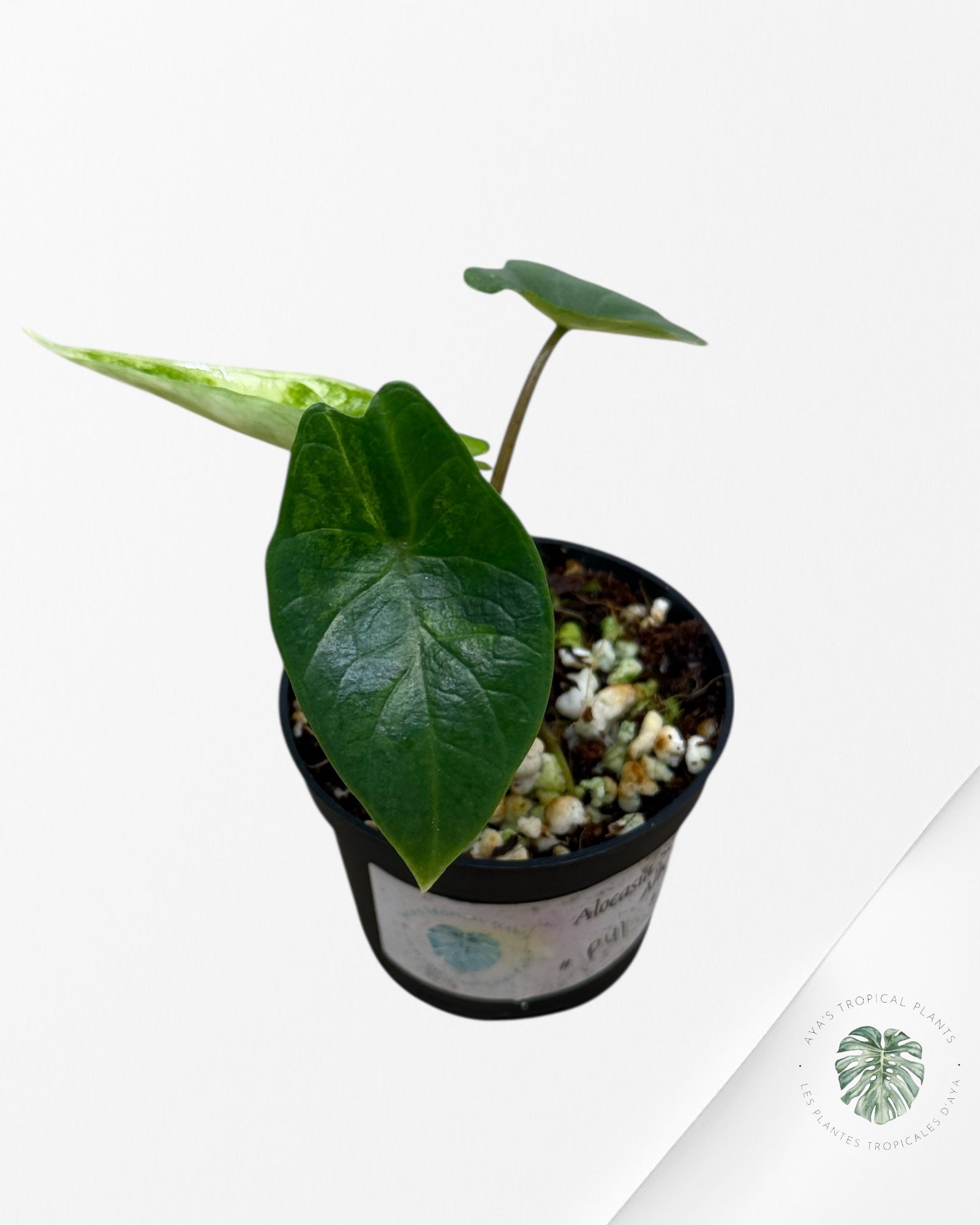 Alocasia Scalprum Albo Variegated - P41