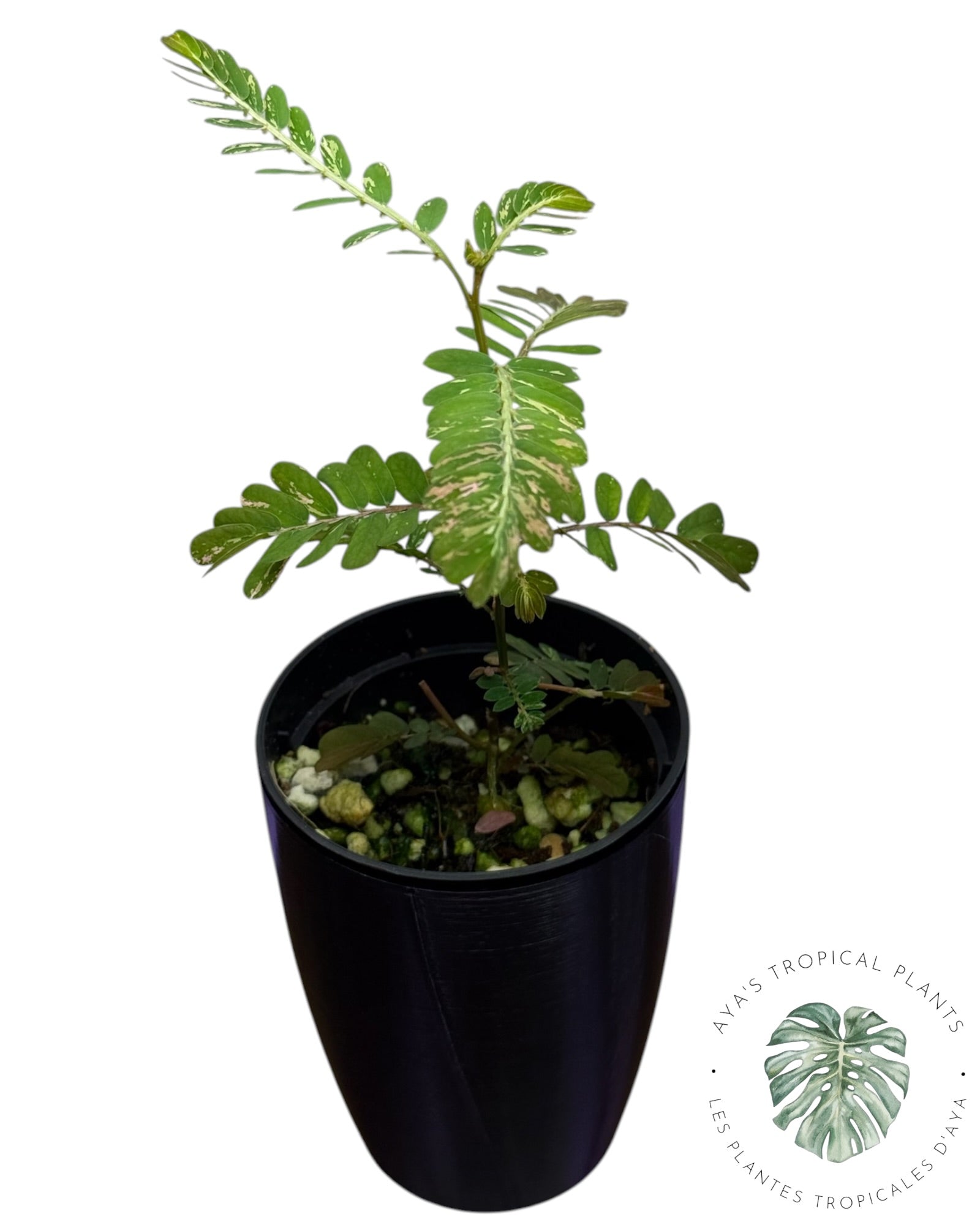 Phyllanthus urinaria à feuilles panachées roses