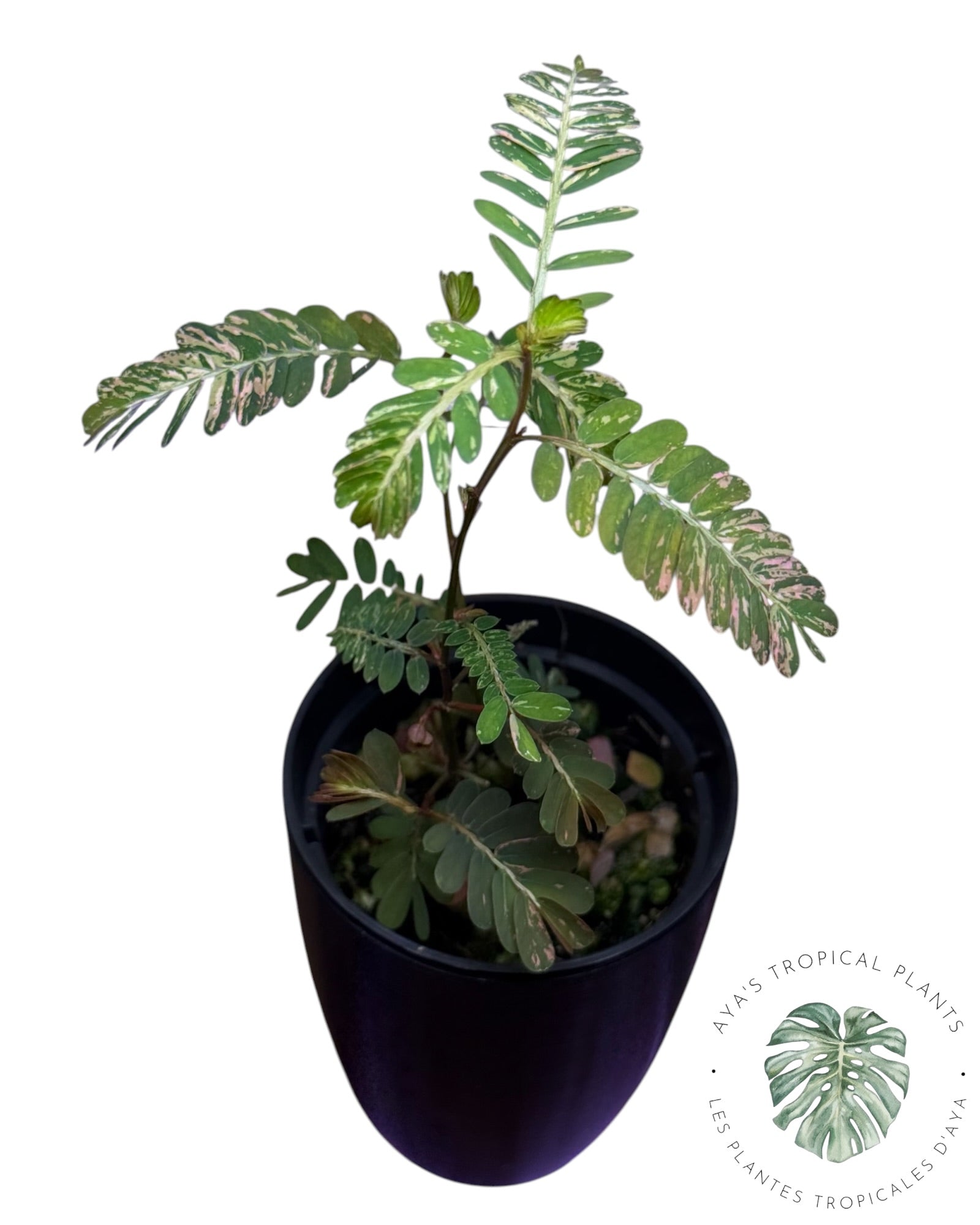 Phyllanthus urinaria 'Pink Variegated