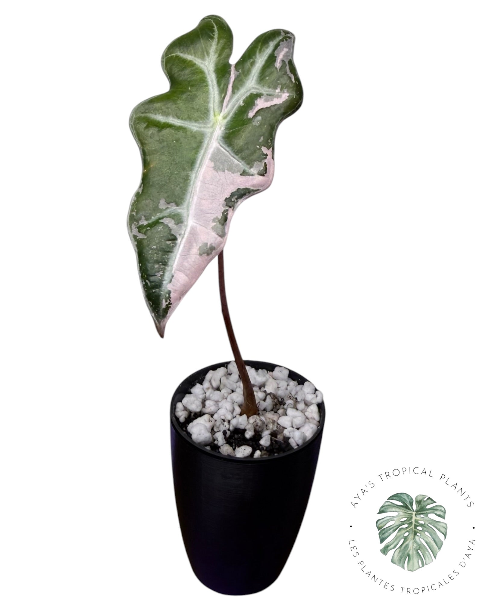Alocasia Nobilis Pink Variegated