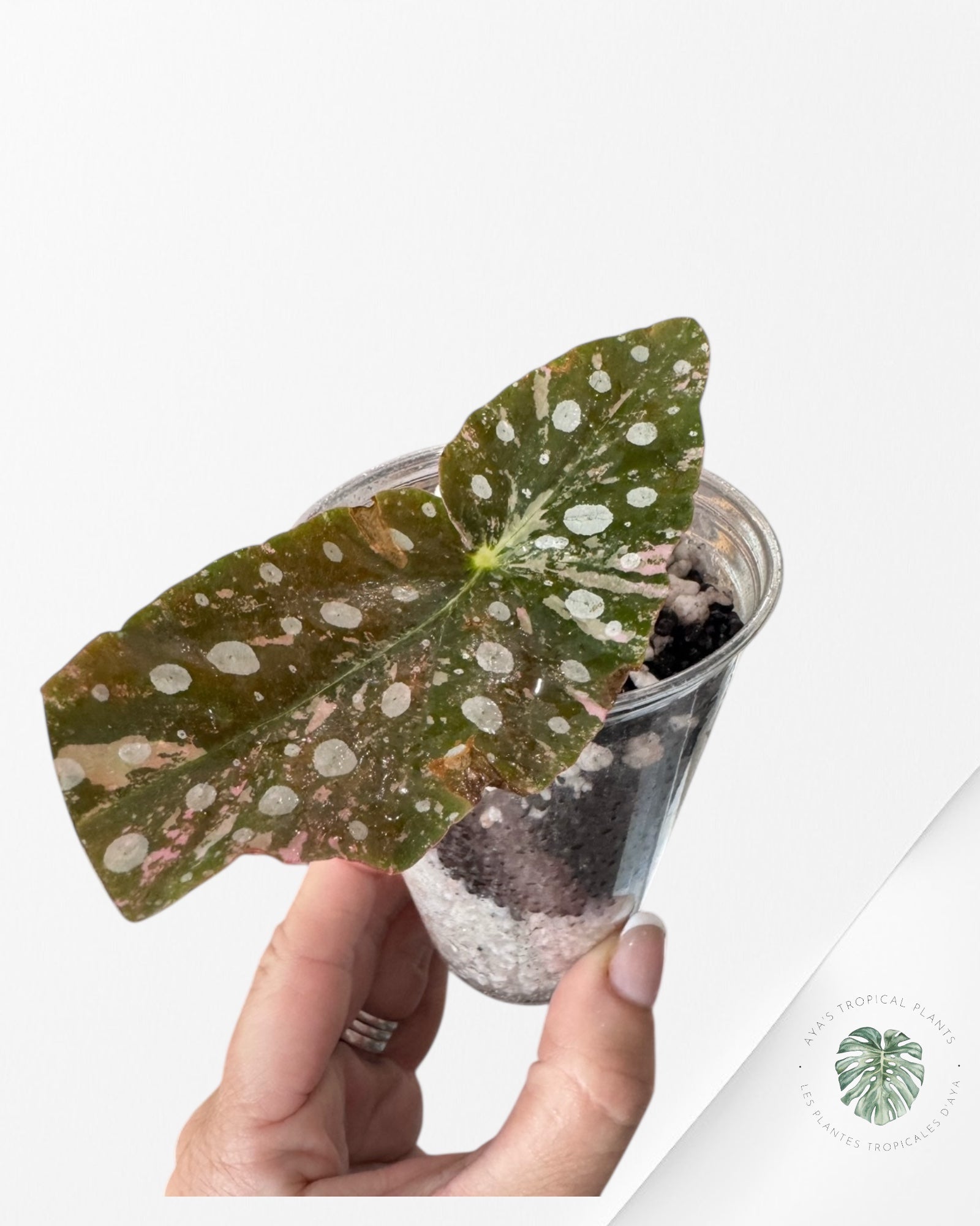 Begonia Maculata Pink Variegated-FLO1