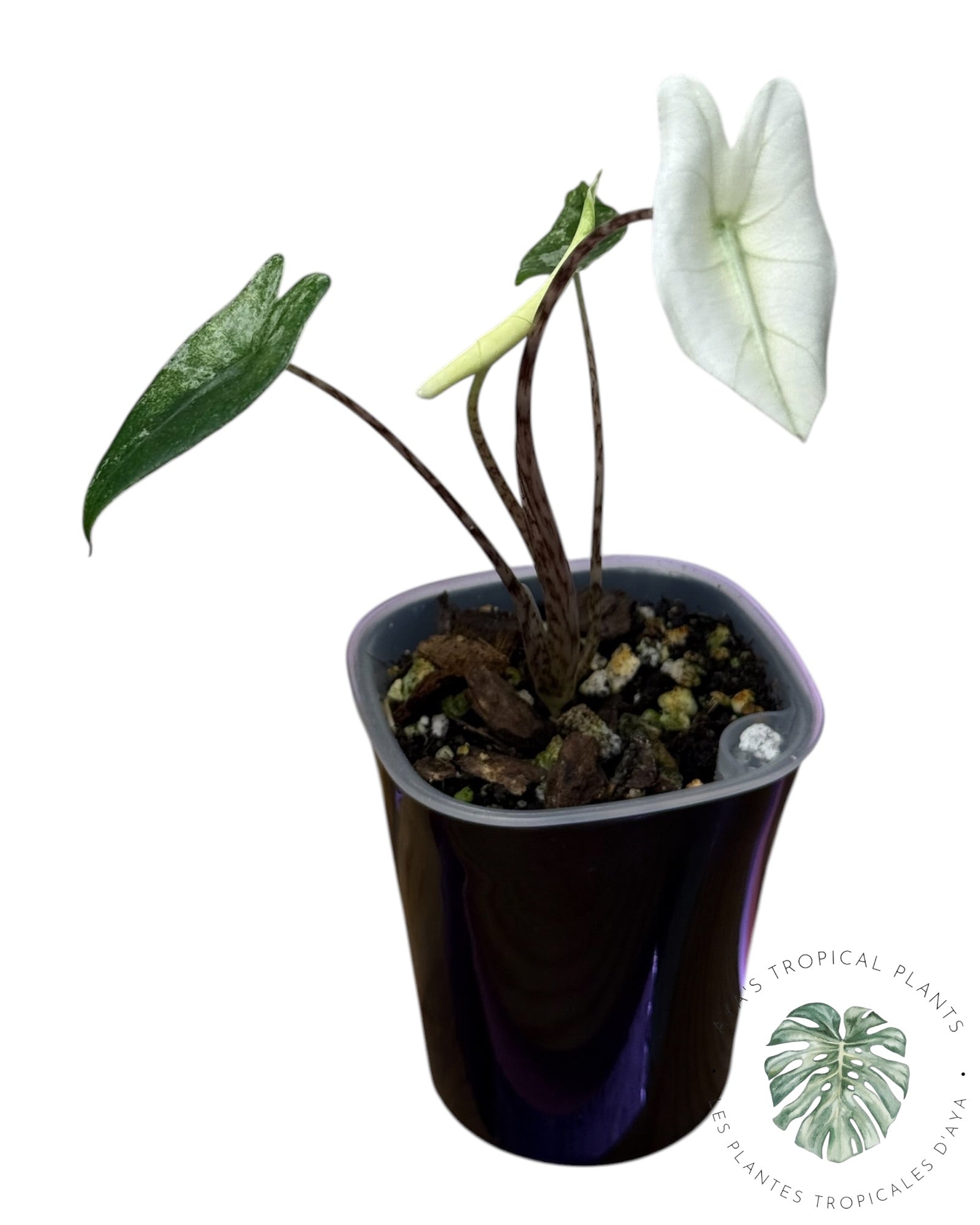Alocasia Zebrina Mint