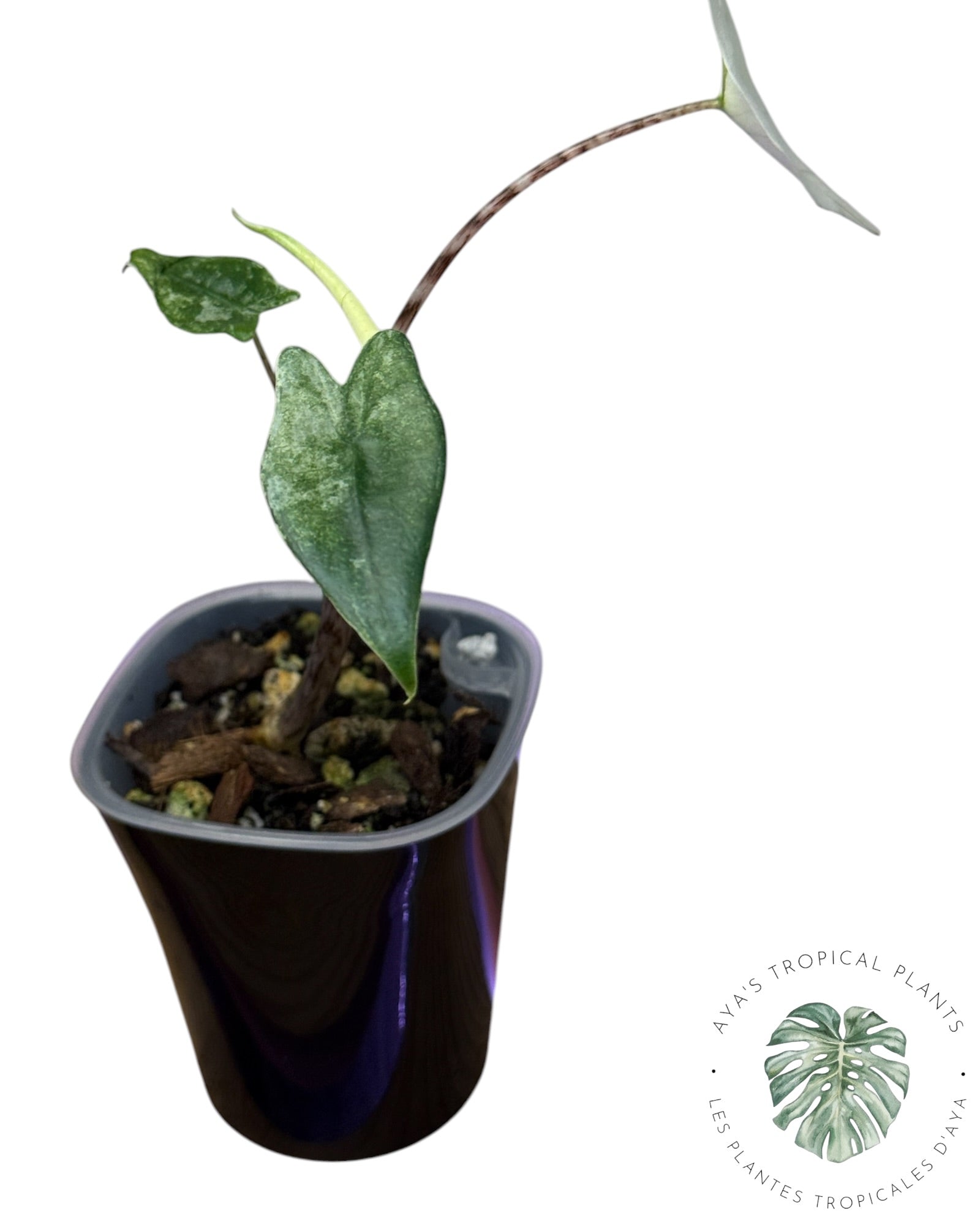 Alocasia Zebrina Mint