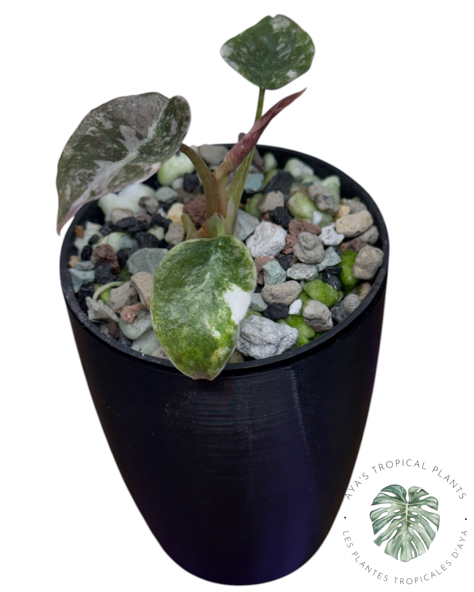 Alocasia Cuprea Pink Albo Variegated