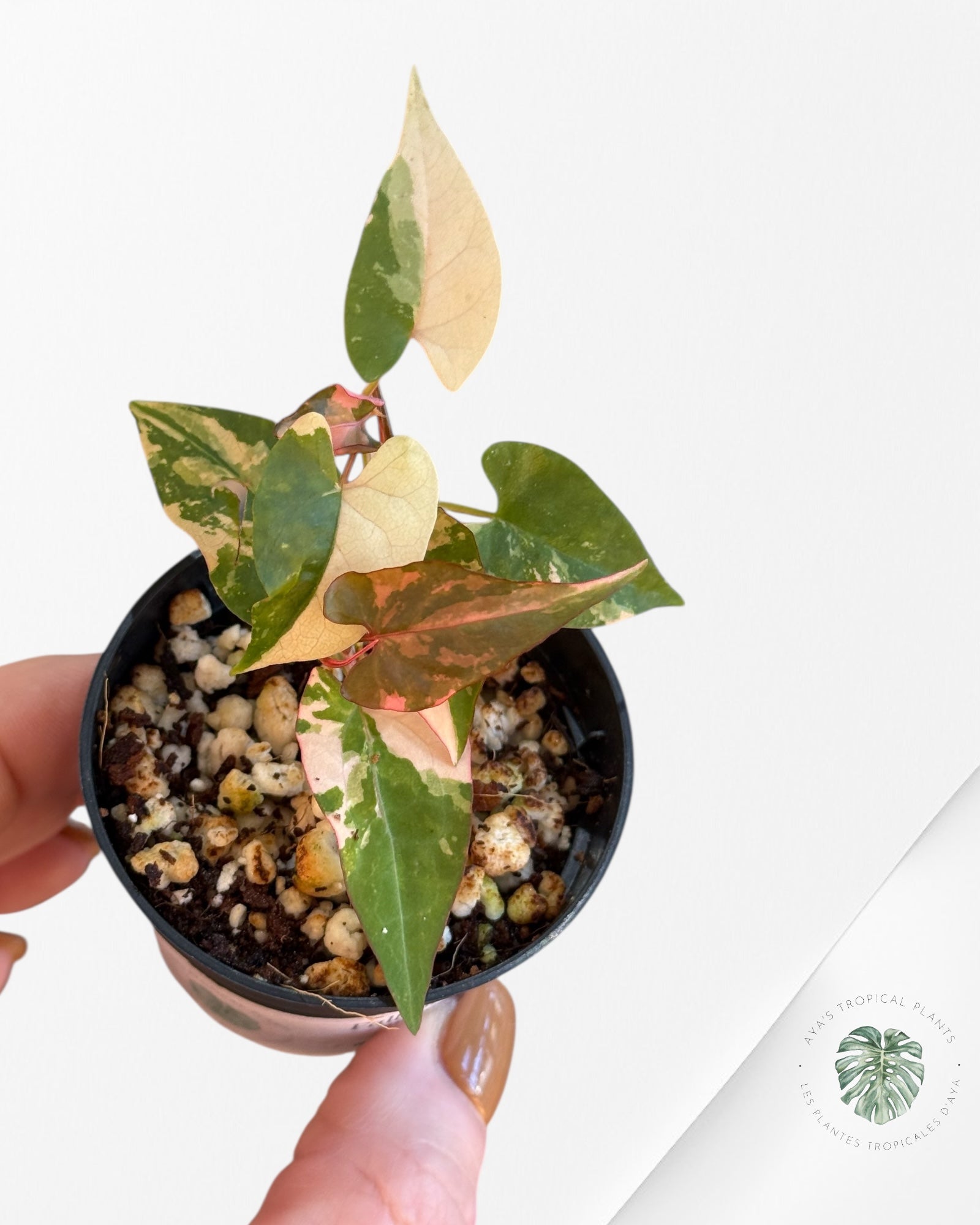 Fallopia multiflora Variegated - 60