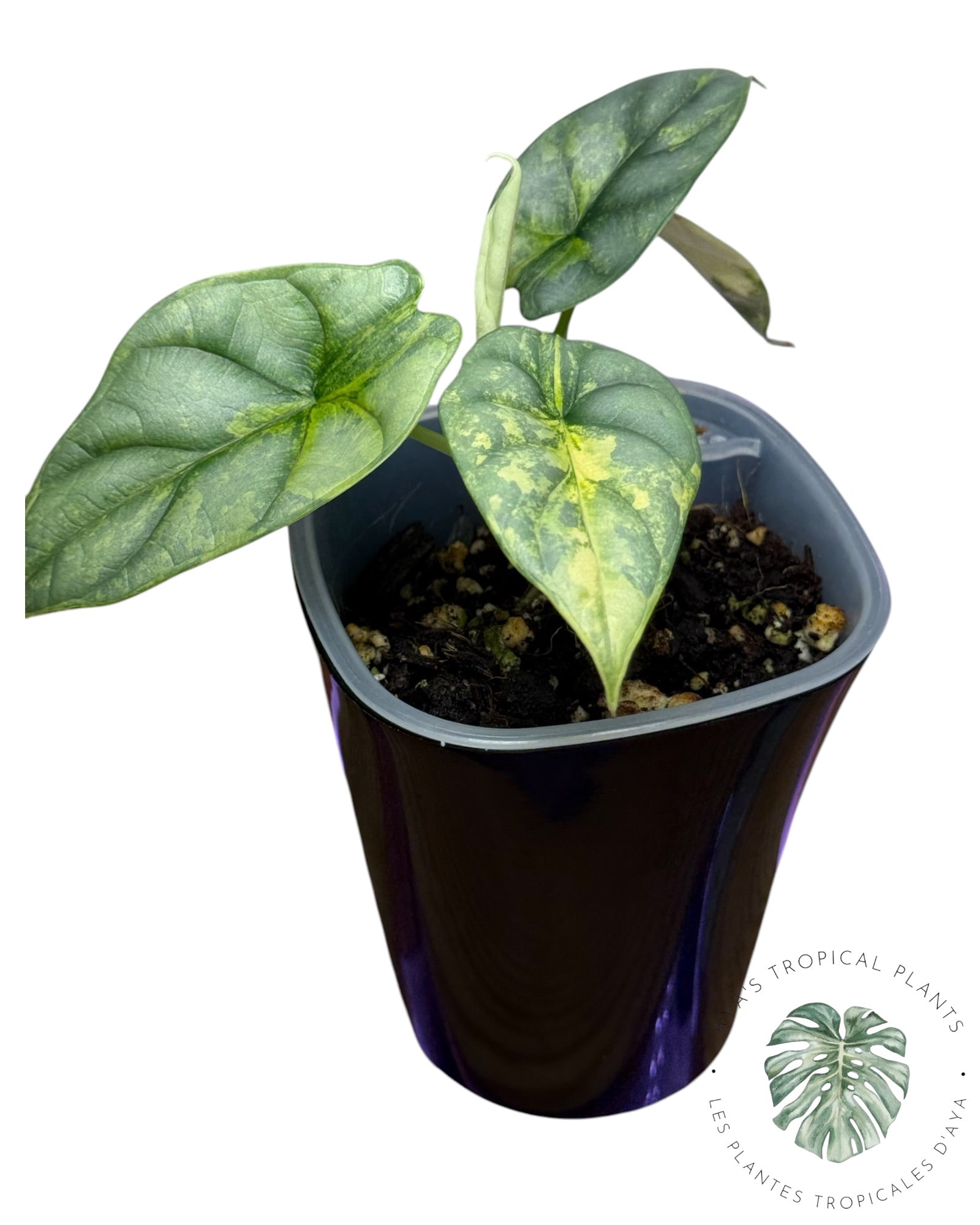 Alocasia Silver Dragon Aurea Variegated