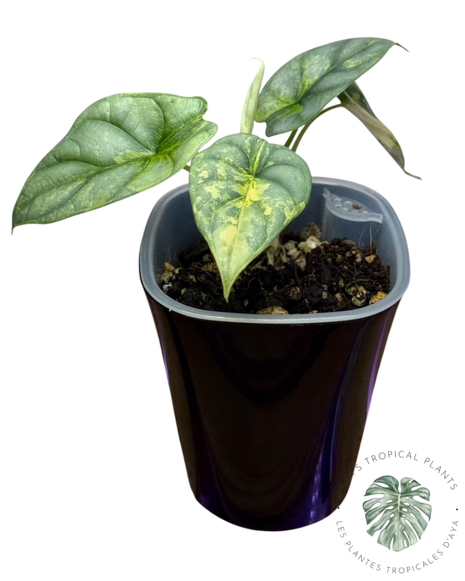 Alocasia Silver Dragon Aurea Variegated