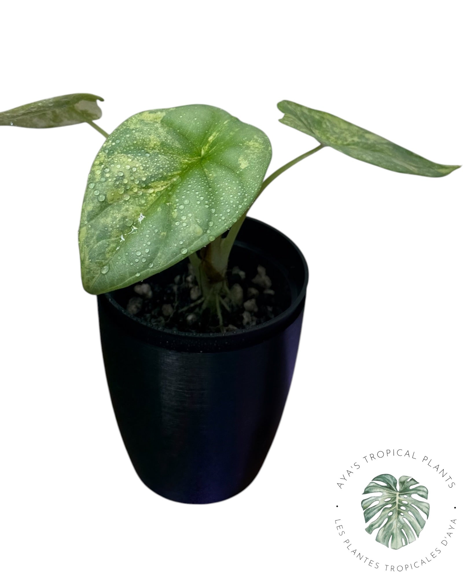 Alocasia Silver Dragon Aurea Variegated