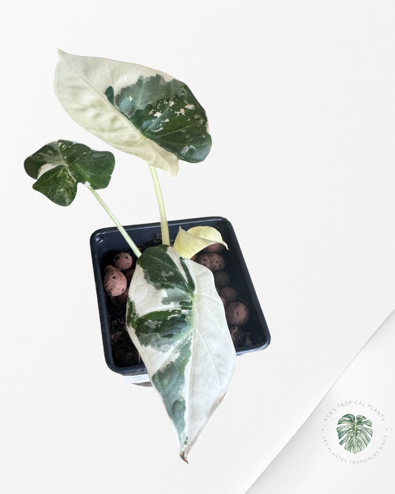 Alocasia 'Regale Shield' (albo) Variegated