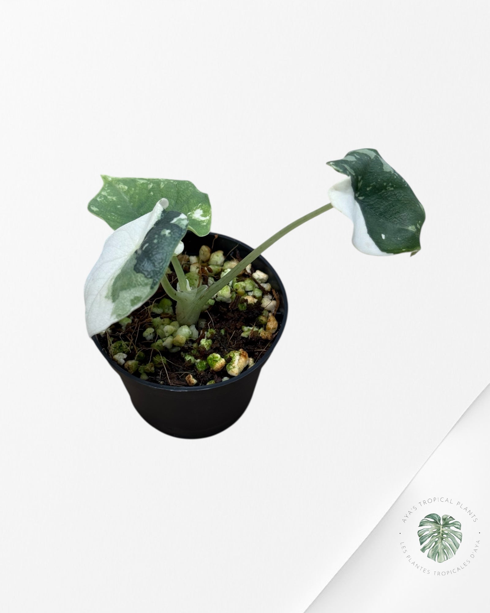 Alocasia Melo Variegated (Albo) - TC02