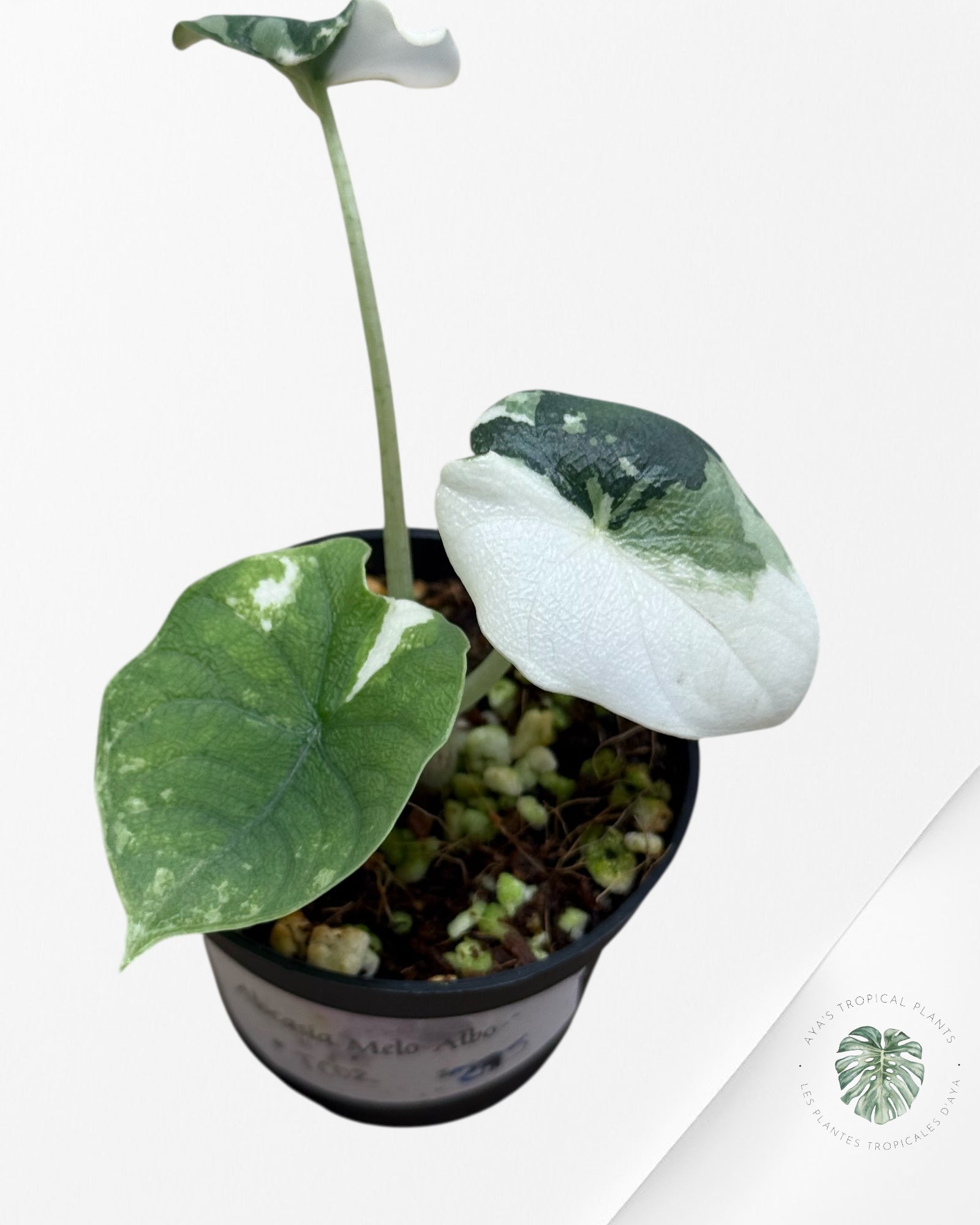 Alocasia Melo Variegated (Albo) - TC02