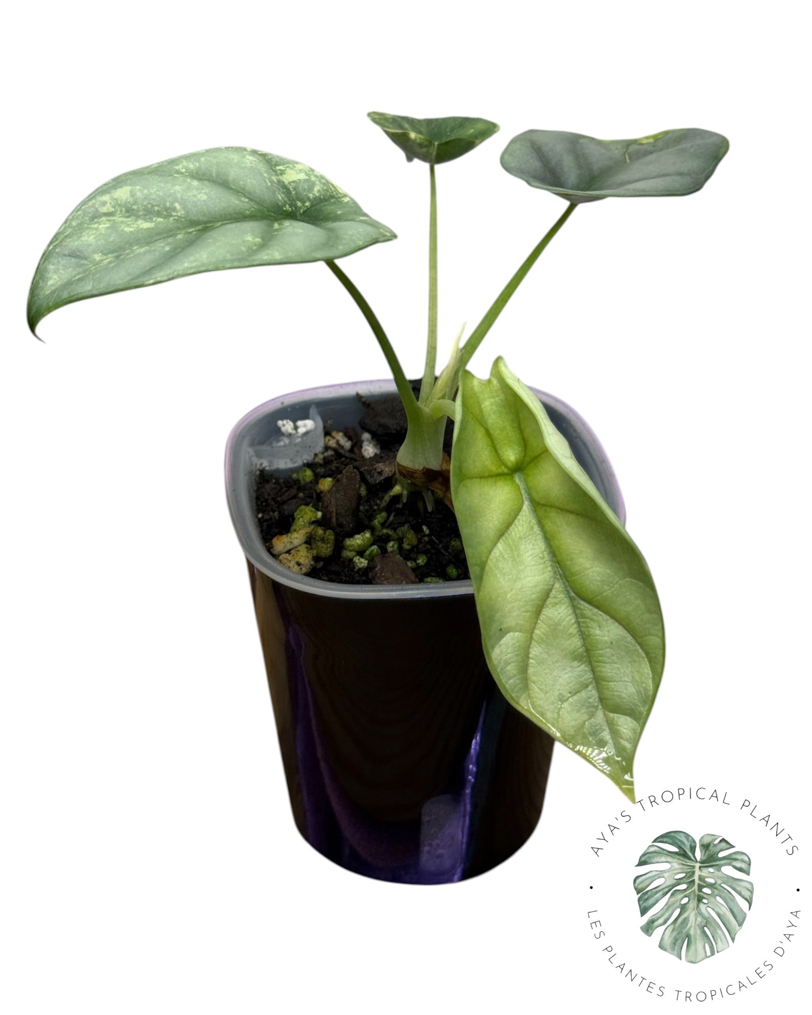 Alocasia Silver Dragon Aurea Variegated
