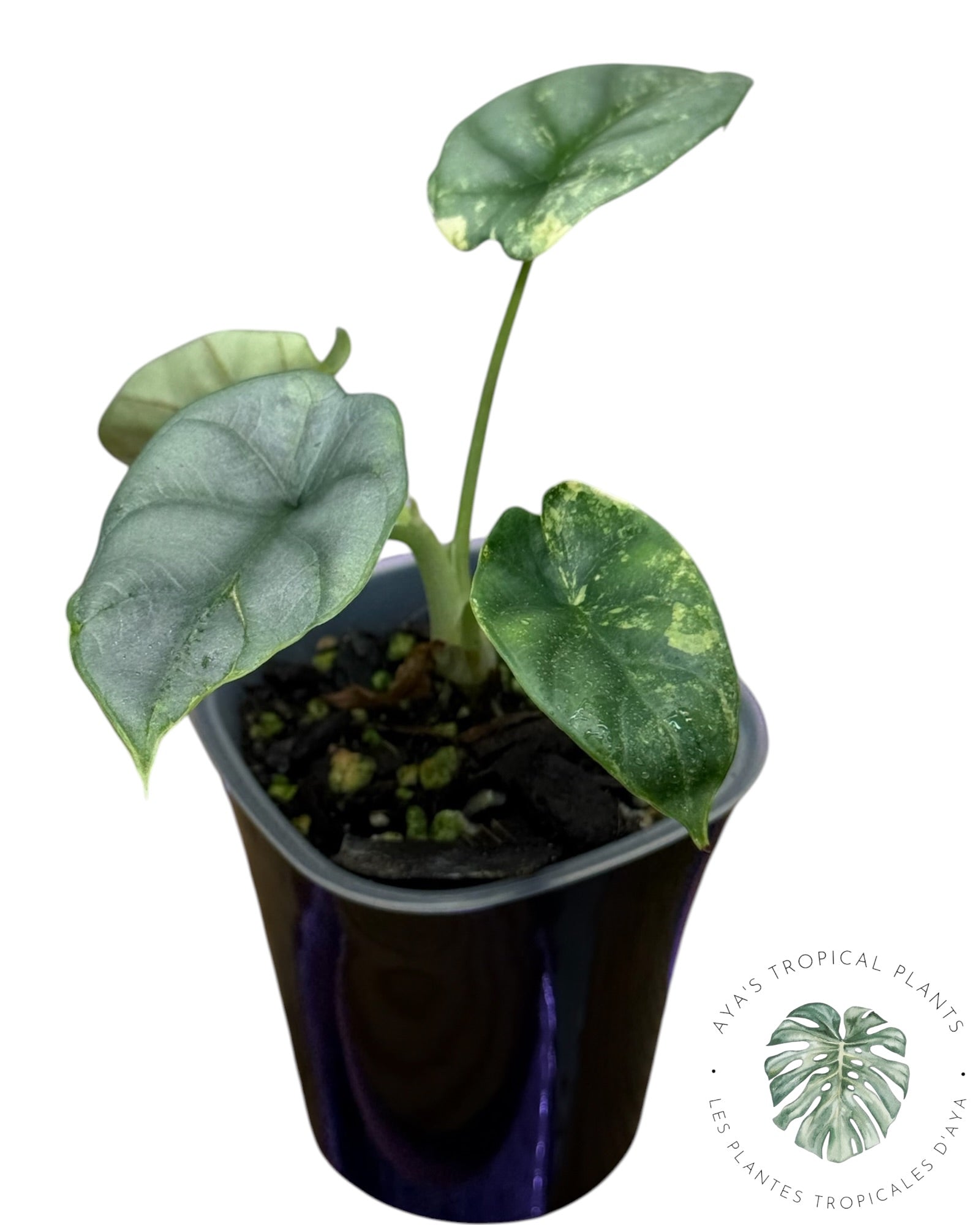 Alocasia Silver Dragon Aurea Variegated