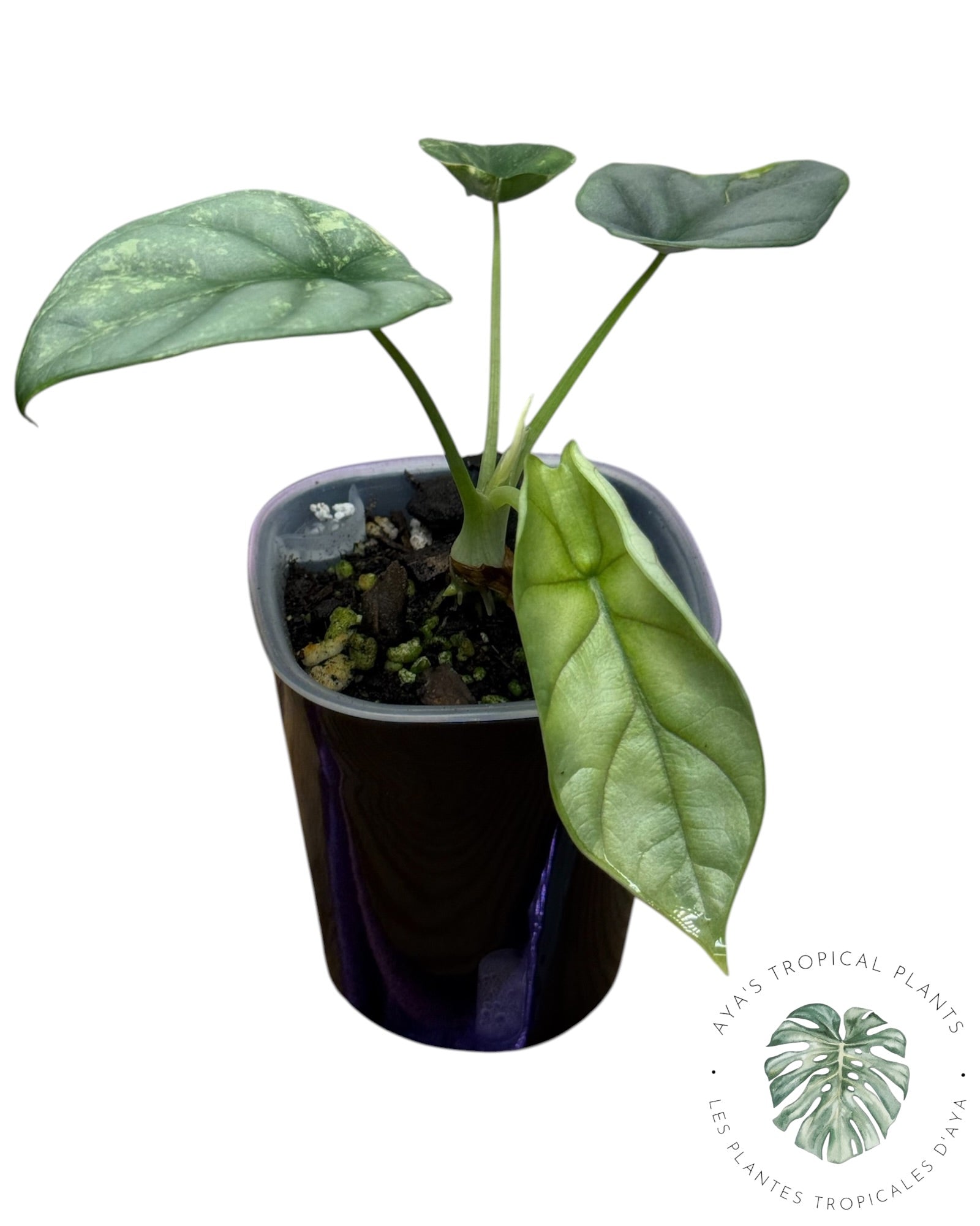 Alocasia Silver Dragon Aurea Variegated