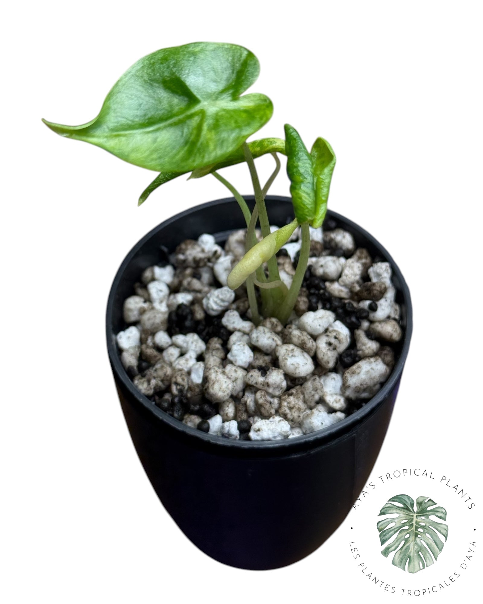 Alocasia Macrorrhizos ‘Shock Treatment’ Variegated