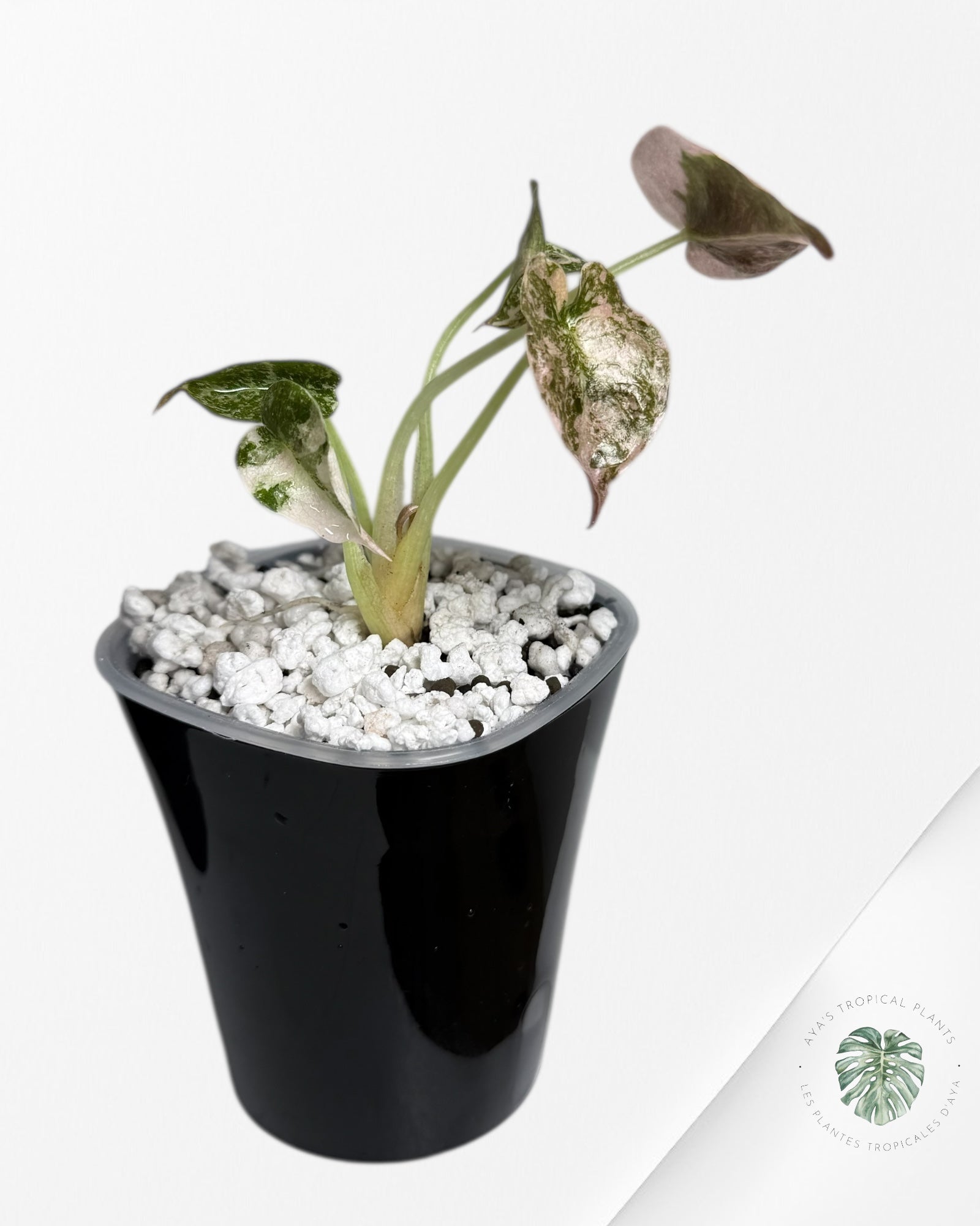 Alocasia Cuprea Albo Pink Variegated| Rare TC Plant | Aya's Tropical Plants