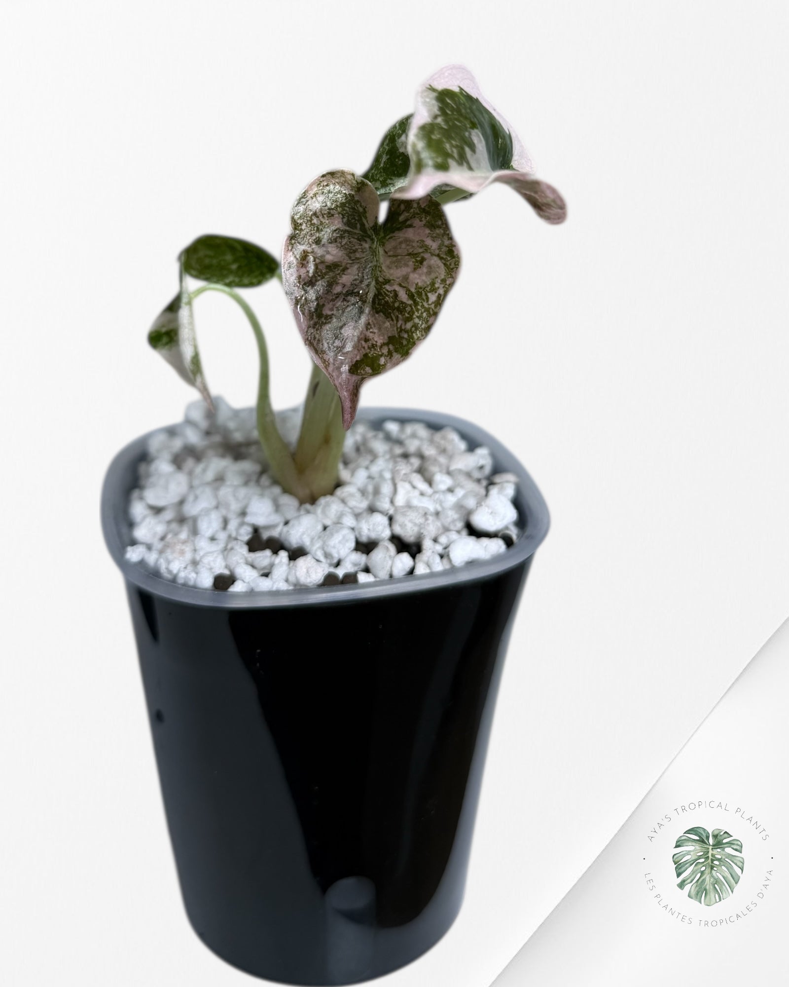 Alocasia Cuprea Albo Pink Variegated| Rare TC Plant | Aya's Tropical Plants