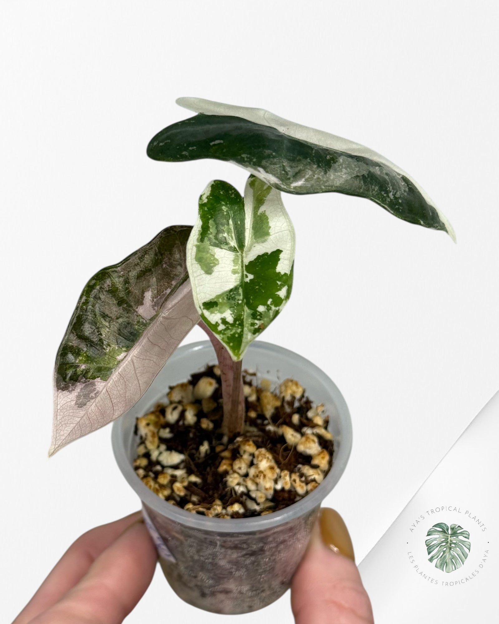 Alocasia Pseudo Sanderiana Albo/Pink - 49