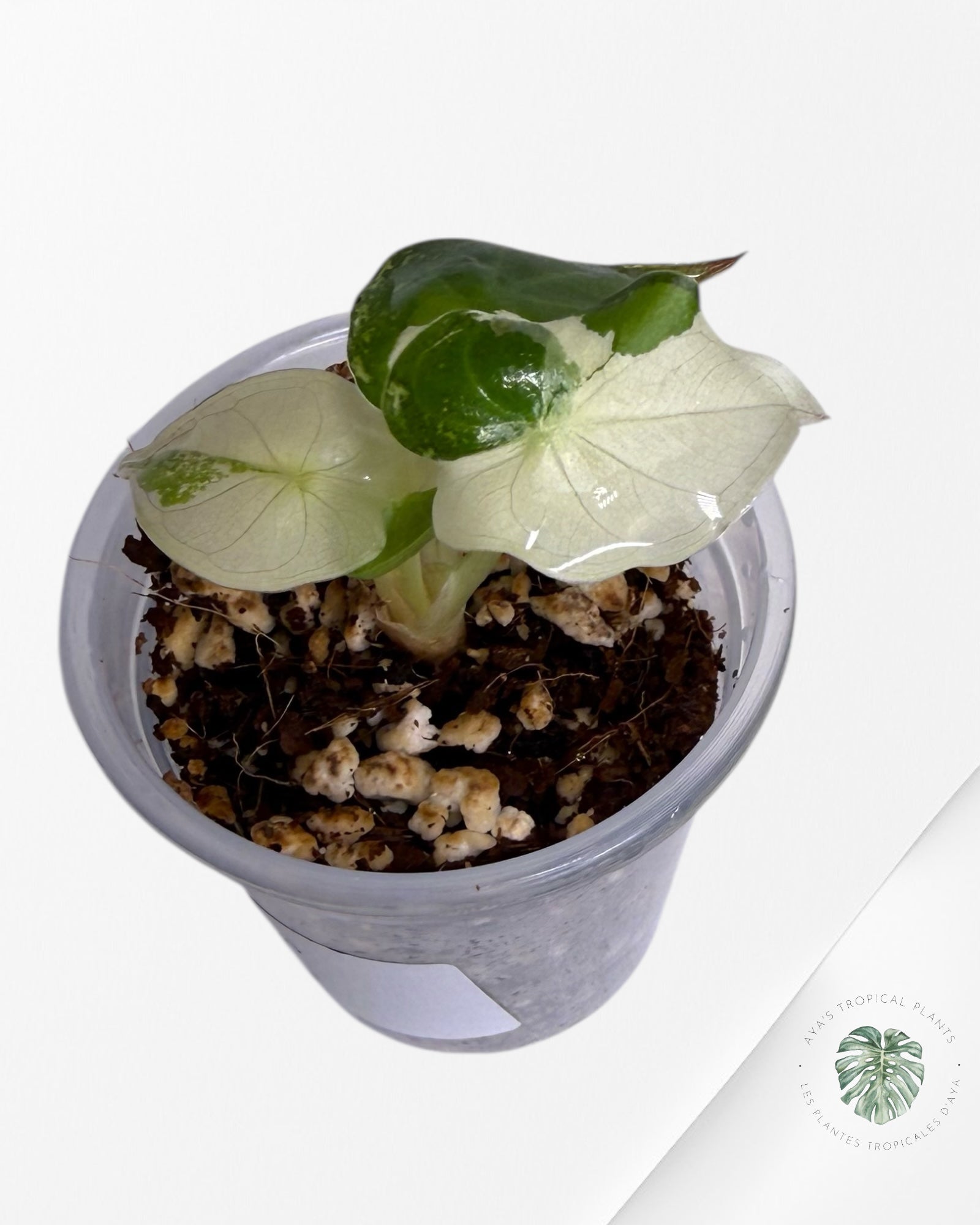 Alocasia Wentii Albo Pink Variegated| Rare TC Plant| Aya's Tropical Plants