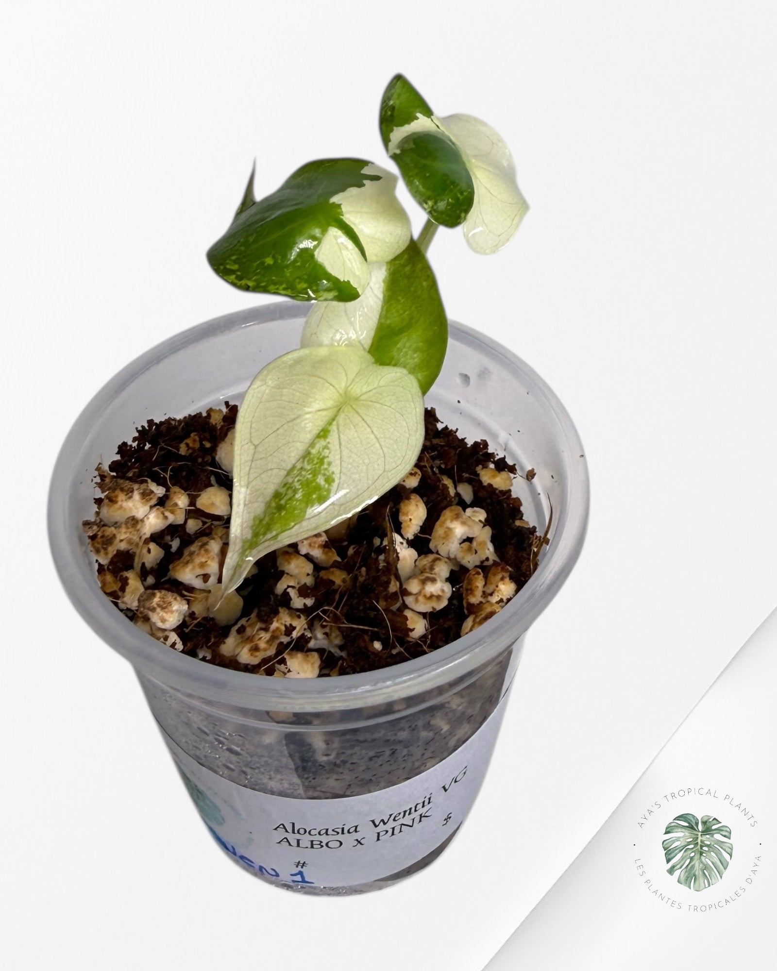 Alocasia Wentii Albo Pink Variegated| Rare TC Plant| Aya's Tropical Plants