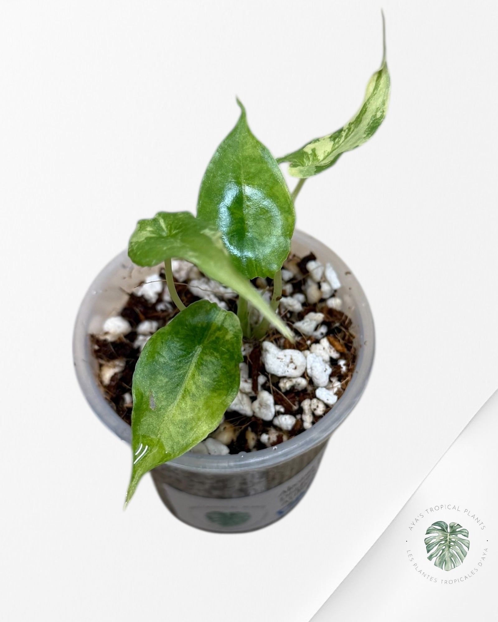 Alocasia heterophylla "Dragons Breath" Aurea variegated