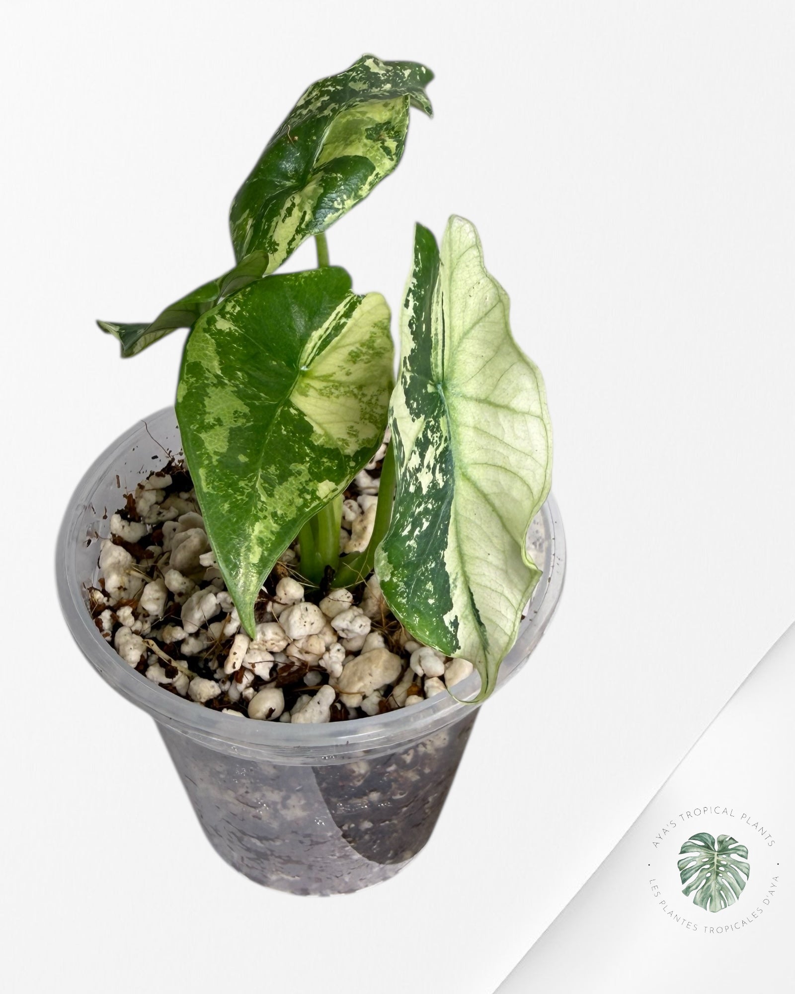 Alocasia Simpo Albo Variegated| Rare TC Plant | Aya's Tropical Plants
